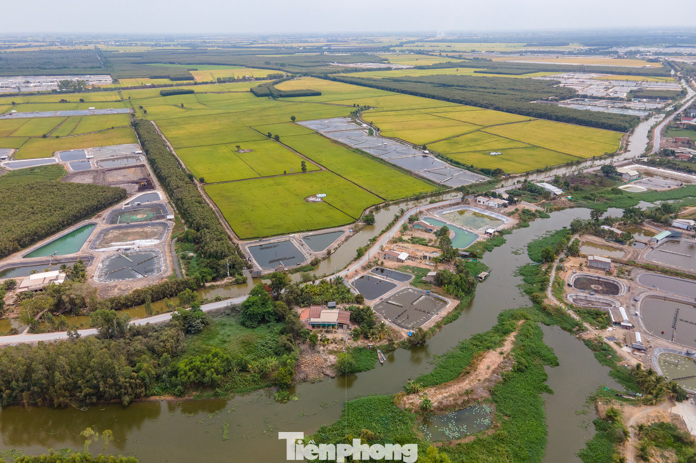 Đầu năm 2023 đến nay, tỉnh Long An xử lý 11 trường hợp tại huyện Mộc Hoá với diện tích 7,44ha, một trường hợp tại TX. Kiến Tường với 0,4ha. Đầu năm 2023 đến nay, tỉnh Long An xử lý 11 trường hợp tại huyện Mộc Hoá với diện tích 7,44ha, một trường hợp tại TX. Kiến Tường với 0,4ha.