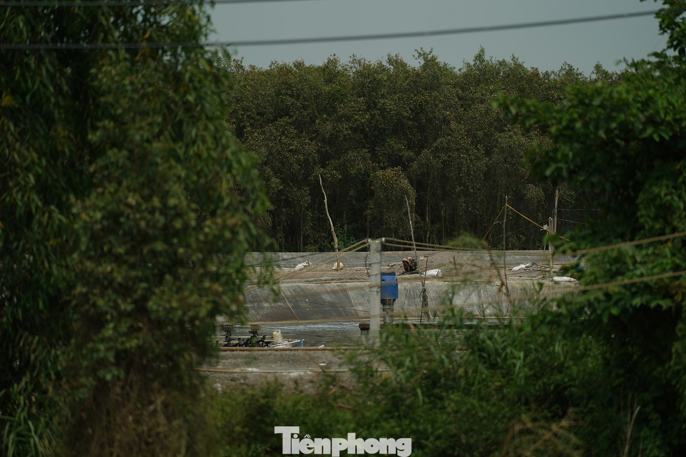 Thậm chí, một hộ dân còn xẻ luôn đất trồng rừng để nuôi tôm, chừa một hàng cây tràm mặt tiền để che chắn khu vực ao bên trong.