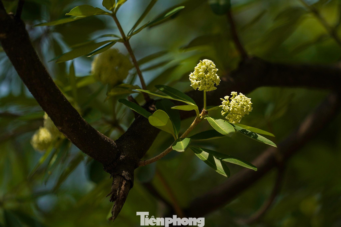 Có lẽ vì đặc tính của thổ nhưỡng và thời tiết mà hoa sữa ở TPHCM không nhiều hoa như Hà Nội.