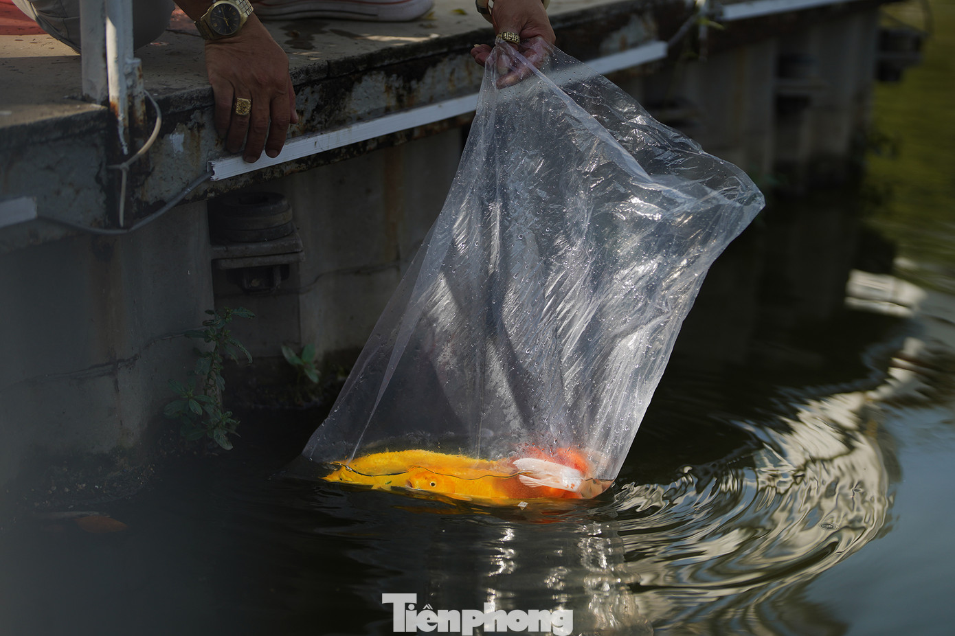 Nhiều người dân cho rằng nên phóng sinh cá chép trước giờ Ngọ (11-13h) ngày 23 tháng Chạp để kịp giờ các ngài lên chầu trời. "Cần chọn những nơi có nguồn nước sạch, thoáng mát như sông, hồ, ao để thả cá. Cá chép là loại cá truyền thống được sử dụng trong tục lệ này. Tuy nhiên, bạn cũng có thể thả các loại cá khác như cá trắm, cá rô... Thả cá nhẹ nhàng, tránh làm chúng bị tổn thương. Thả không đúng cách chẳng khác nào giết chúng", chị Hoàng Tố Nga (ngụ quận Phú Nhuận) nói. Nhiều người dân cho rằng nên phóng sinh cá chép trước giờ Ngọ (11-13h) ngày 23 tháng Chạp để kịp giờ các ngài lên chầu trời. "Cần chọn những nơi có nguồn nước sạch, thoáng mát như sông, hồ, ao để thả cá. Cá chép là loại cá truyền thống được sử dụng trong tục lệ này. Tuy nhiên, bạn cũng có thể thả các loại cá khác như cá trắm, cá rô... Thả cá nhẹ nhàng, tránh làm chúng bị tổn thương. Thả không đúng cách chẳng khác nào giết chúng", chị Hoàng Tố Nga (ngụ quận Phú Nhuận) nói.