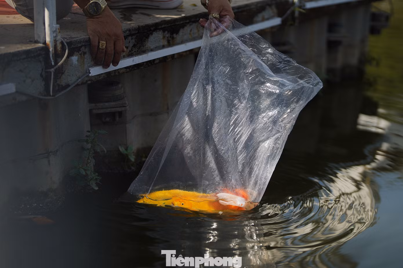 Nhiều người dân cho rằng nên phóng sinh cá chép trước giờ Ngọ (11-13h) ngày 23 tháng Chạp để kịp giờ các ngài lên chầu trời. "Cần chọn những nơi có nguồn nước sạch, thoáng mát như sông, hồ, ao để thả cá. Cá chép là loại cá truyền thống được sử dụng trong tục lệ này. Tuy nhiên, bạn cũng có thể thả các loại cá khác như cá trắm, cá rô... Thả cá nhẹ nhàng, tránh làm chúng bị tổn thương. Thả không đúng cách chẳng khác nào giết chúng", chị Hoàng Tố Nga (ngụ quận Phú Nhuận) nói.
