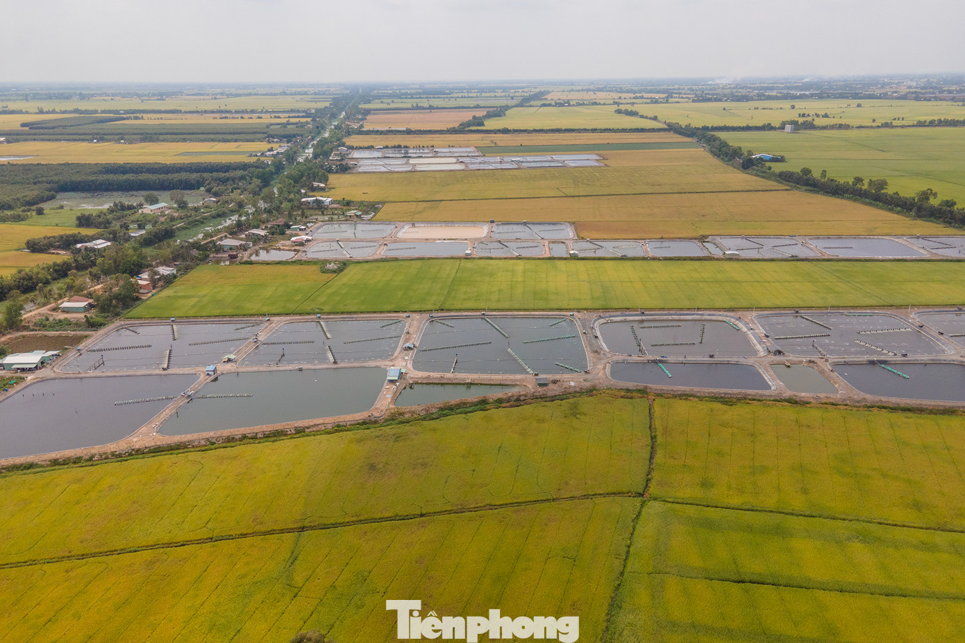 Người dân tự ý đào ao tôm trên đất lúa vì cái lợi trước mắt, bất chấp vi phạm pháp luật, phá vỡ quy hoạch vùng canh tác nông nghiệp, phát triển tự phát không tính đến mức độ tác động môi trường từ nước thải trong 5-10 năm tới, gây mâu thuẫn giữa người trồng lúa và người nuôi tôm tự phát... Người dân tự ý đào ao tôm trên đất lúa vì cái lợi trước mắt, bất chấp vi phạm pháp luật, phá vỡ quy hoạch vùng canh tác nông nghiệp, phát triển tự phát không tính đến mức độ tác động môi trường từ nước thải trong 5-10 năm tới, gây mâu thuẫn giữa người trồng lúa và người nuôi tôm tự phát...