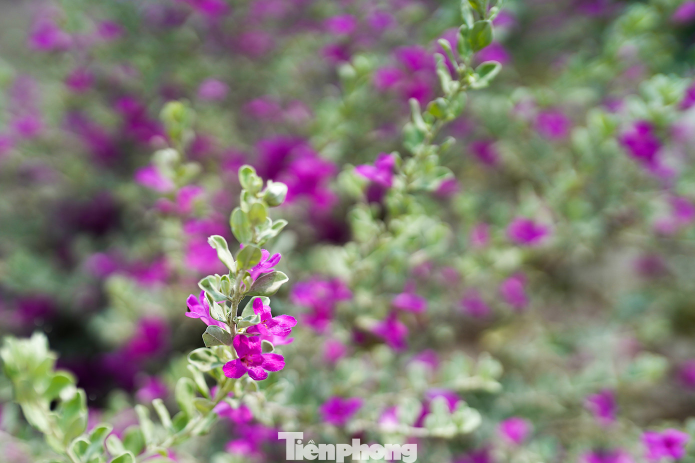 Tuyết Sơn Phi Hồng có tên khoa học là Leucophyllum frutescens, có nguồn gốc từ Texas, và phân bố chủ yếu ở sa mạc Chihuahuan và miền bắc Mexico. Đến nay, cây Tuyết Sơn Phi Hồng đã được trồng rất nhiều ở Đông Nam Á và Florida do phù hợp với khí hậu nhiệt đới ẩm, cây nở hoa rất đẹp. Tuyết Sơn Phi Hồng còn thể hiện sức sống mãnh liệt trong mọi điều kiện khắc nghiệt, tượng trưng cho ý chí và sức mạnh của một người đàn ông.