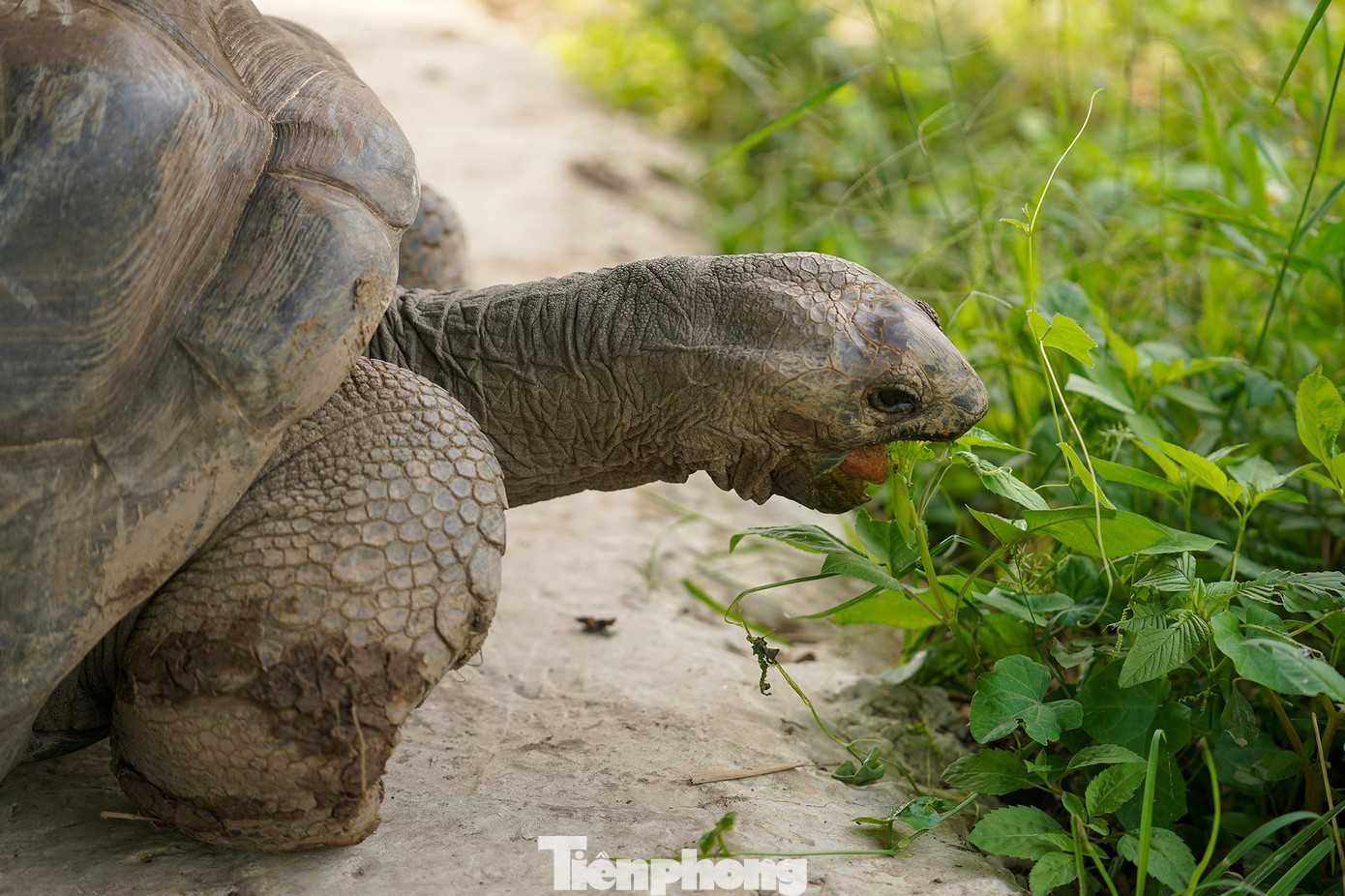 May mắn hơn, du khách có thể quan sát các cụ rùa trăm tuổi chậm rãi đi gặm cỏ.