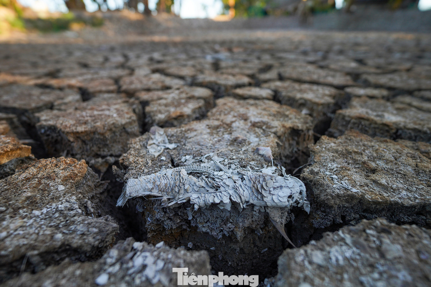 Hạn mặn đang hoành hành người dân tại huyện Cần Giuộc vô cùng khốc liệt. UBND tỉnh Long An công bố tình huống thiên tai xâm nhập mặn trên địa bàn thuộc rủi ro thiên tai cấp độ 4. Hạn mặn đang hoành hành người dân tại huyện Cần Giuộc vô cùng khốc liệt. UBND tỉnh Long An công bố tình huống thiên tai xâm nhập mặn trên địa bàn thuộc rủi ro thiên tai cấp độ 4.
