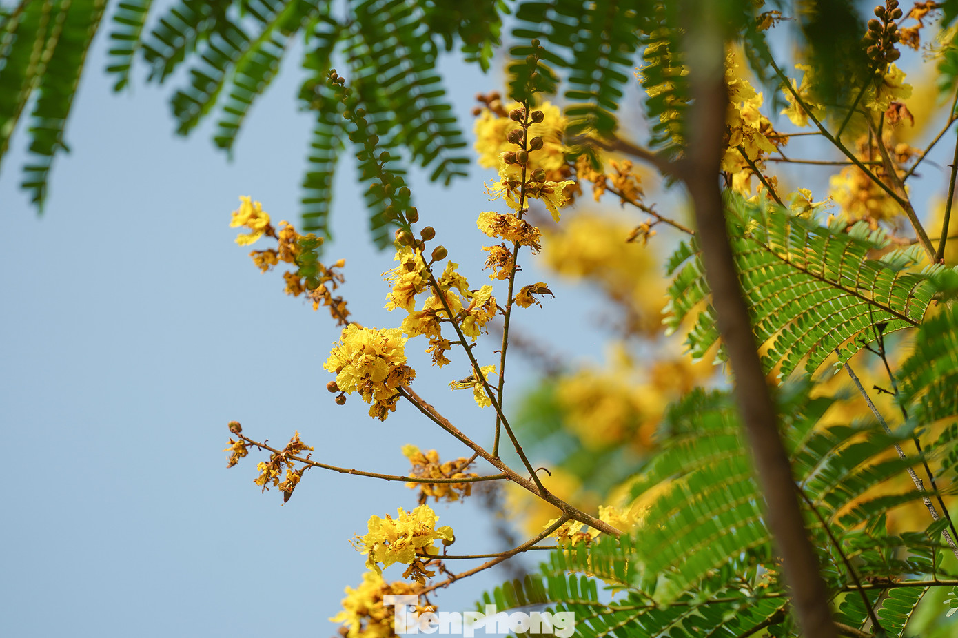 Điệp vàng là loài cây ưa sáng, tái sinh hạt và chồi tốt. Chọn cây giống điệp vàng khỏe mạnh, có thể tự nhân giống như bằng cách giâm, chiết cành.