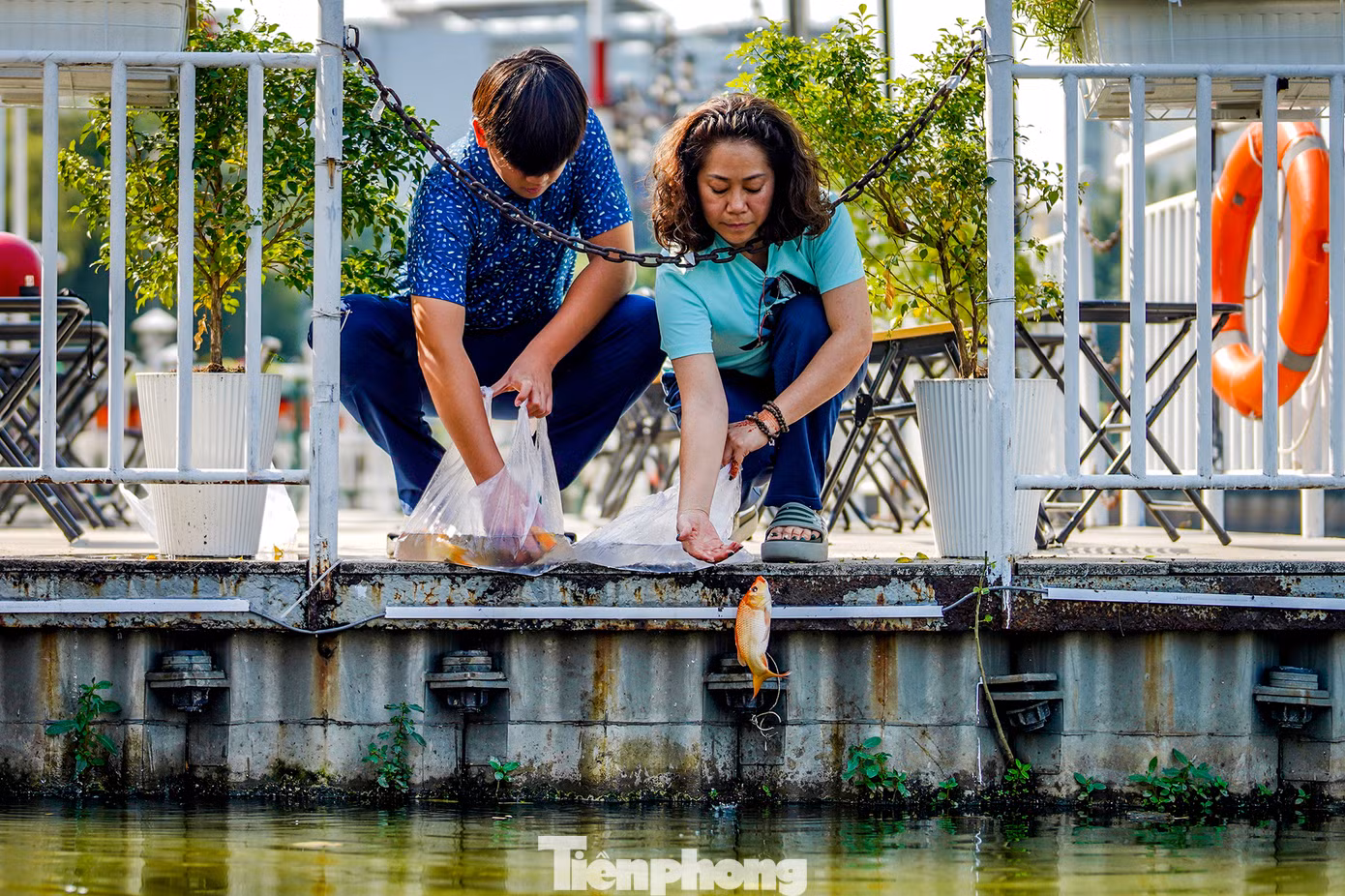 Theo quan niệm dân gian, ông Công, ông Táo sẽ cưỡi cá chép để lên trời báo cáo với Ngọc Hoàng về những việc làm tốt, xấu của gia đình trong năm. Việc phóng sinh cá chép như một cách tiễn đưa các ngài lên Thiên đình. Phóng sinh cá chép được xem là hành động cầu mong một năm mới bình an, hạnh phúc và may mắn.