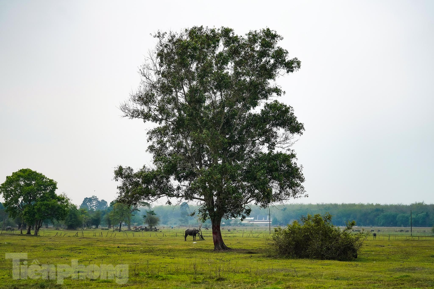 Theo UBND huyện Củ Chi, dự án này kéo dài quá lâu, được cấp phép từ năm 2004, do Công ty TNHH MTV Thảo Cầm Viên làm chủ đầu tư, nhưng kêu gọi thu hút đầu tư rất khó, rồi tình trạng dân khiếu nại kéo dài liên quan đến công tác đền bù giải tỏa… Do đó, khi chuyển sang chức năng công nghiệp công nghệ cao kỳ vọng sẽ thu hút được nhà đầu tư, phát huy được nguồn lực đất đai.