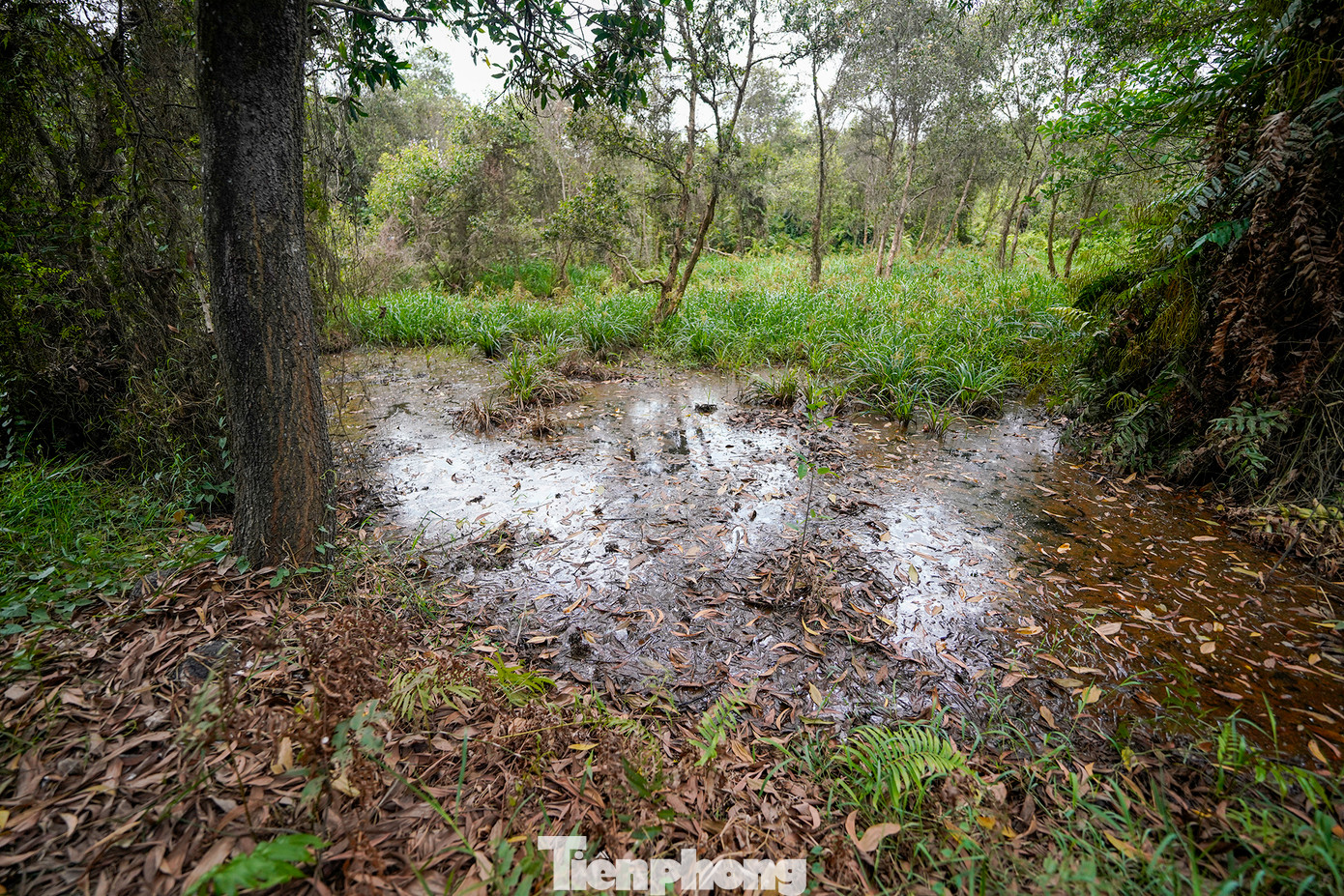 Từ vườn nhà bà Năm (bên cạnh kênh 18, xã Thái Mỹ, Củ Chi) có thể thấy rõ “núi” rác cách đó chưa đầy 50m, được che phủ bằng những tấm bạt HDPE. Nước từ kênh chạy quanh nhà có màu đen và mùi hôi thối. “Các con kênh từng rất sạch, người dân còn rửa rau, nấu ăn, giặt giũ, tắm gội bằng chính nước lấy từ kênh”, bà Năm chia sẻ. Từ vườn nhà bà Năm (bên cạnh kênh 18, xã Thái Mỹ, Củ Chi) có thể thấy rõ “núi” rác cách đó chưa đầy 50m, được che phủ bằng những tấm bạt HDPE. Nước từ kênh chạy quanh nhà có màu đen và mùi hôi thối. “Các con kênh từng rất sạch, người dân còn rửa rau, nấu ăn, giặt giũ, tắm gội bằng chính nước lấy từ kênh”, bà Năm chia sẻ.