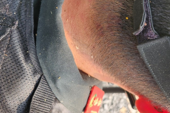 Đi sâu vào rừng tìm kiếm khiến nhiều cán bộ, chiến sĩ bị ong đốt, côn trùng cắn.