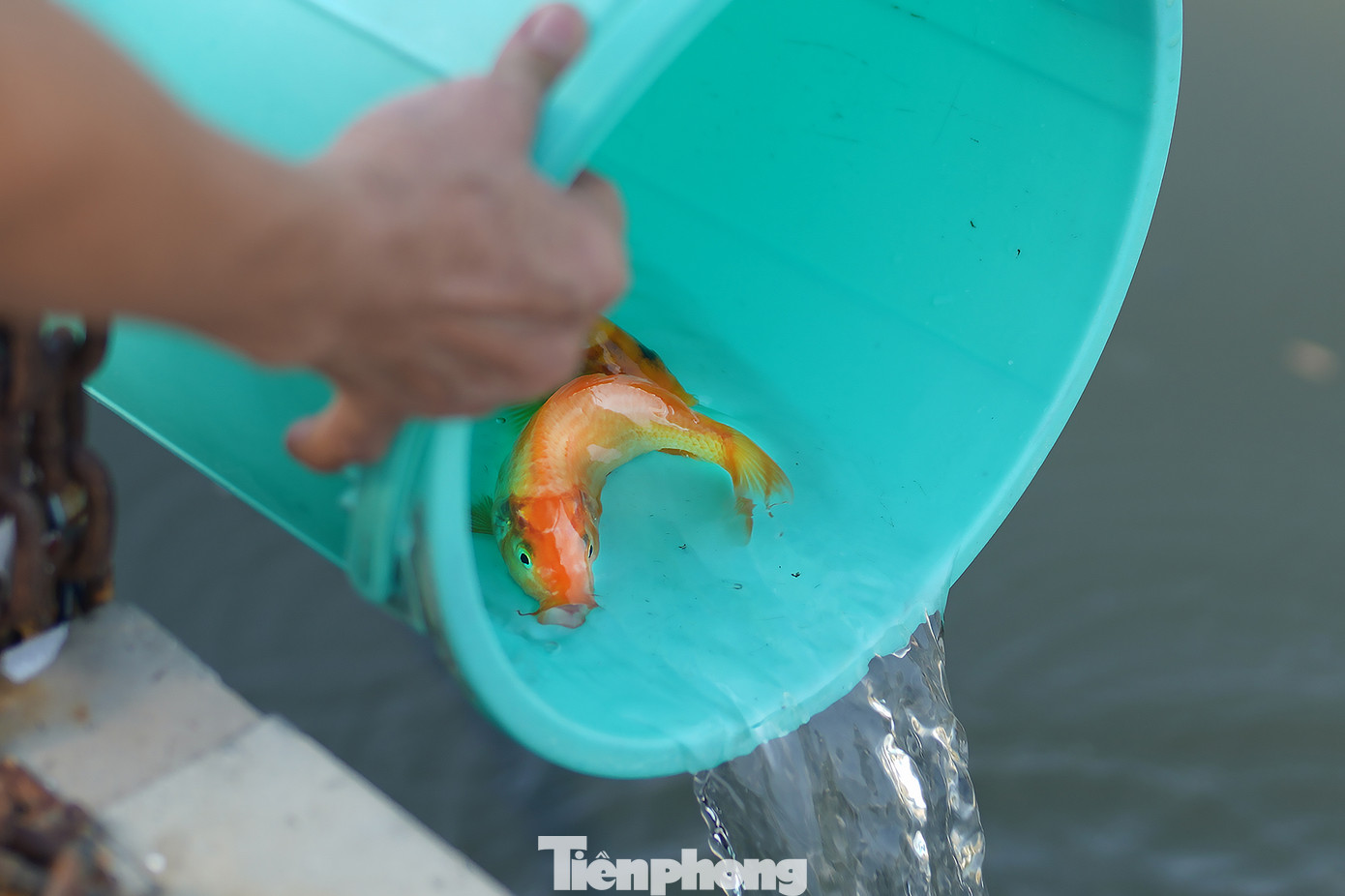 Nhiều người dân cho rằng nên phóng sinh cá chép trước giờ Ngọ (11-13h) ngày 23 tháng Chạp để kịp giờ các ngài lên chầu trời. "Cần chọn những nơi có nguồn nước sạch, thoáng mát như sông, hồ, ao để thả cá. Cá chép là loại cá truyền thống được sử dụng trong tục lệ này. Tuy nhiên, bạn cũng có thể thả các loại cá khác như cá trắm, cá rô... Thả cá nhẹ nhàng, tránh làm chúng bị tổn thương. Thả không đúng cách chẳng khác nào giết chúng", chị Hoàng Tố Nga (ngụ quận Phú Nhuận) nói. Nhiều người dân cho rằng nên phóng sinh cá chép trước giờ Ngọ (11-13h) ngày 23 tháng Chạp để kịp giờ các ngài lên chầu trời. "Cần chọn những nơi có nguồn nước sạch, thoáng mát như sông, hồ, ao để thả cá. Cá chép là loại cá truyền thống được sử dụng trong tục lệ này. Tuy nhiên, bạn cũng có thể thả các loại cá khác như cá trắm, cá rô... Thả cá nhẹ nhàng, tránh làm chúng bị tổn thương. Thả không đúng cách chẳng khác nào giết chúng", chị Hoàng Tố Nga (ngụ quận Phú Nhuận) nói.