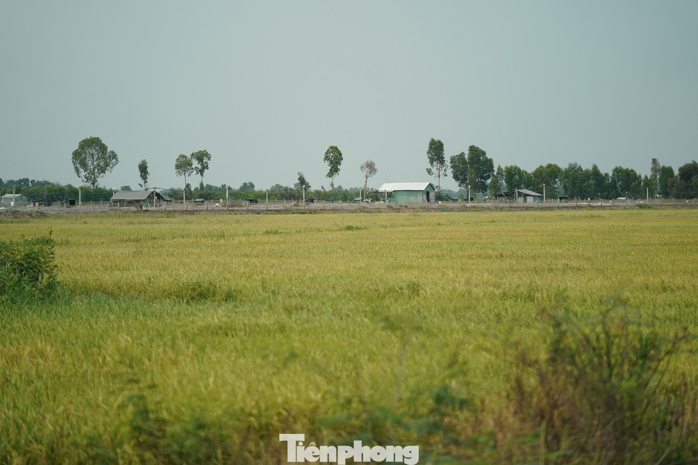 Các ao tôm đều xây dựng các công trình kiên cố để phục vụ cho quá trình nuôi.