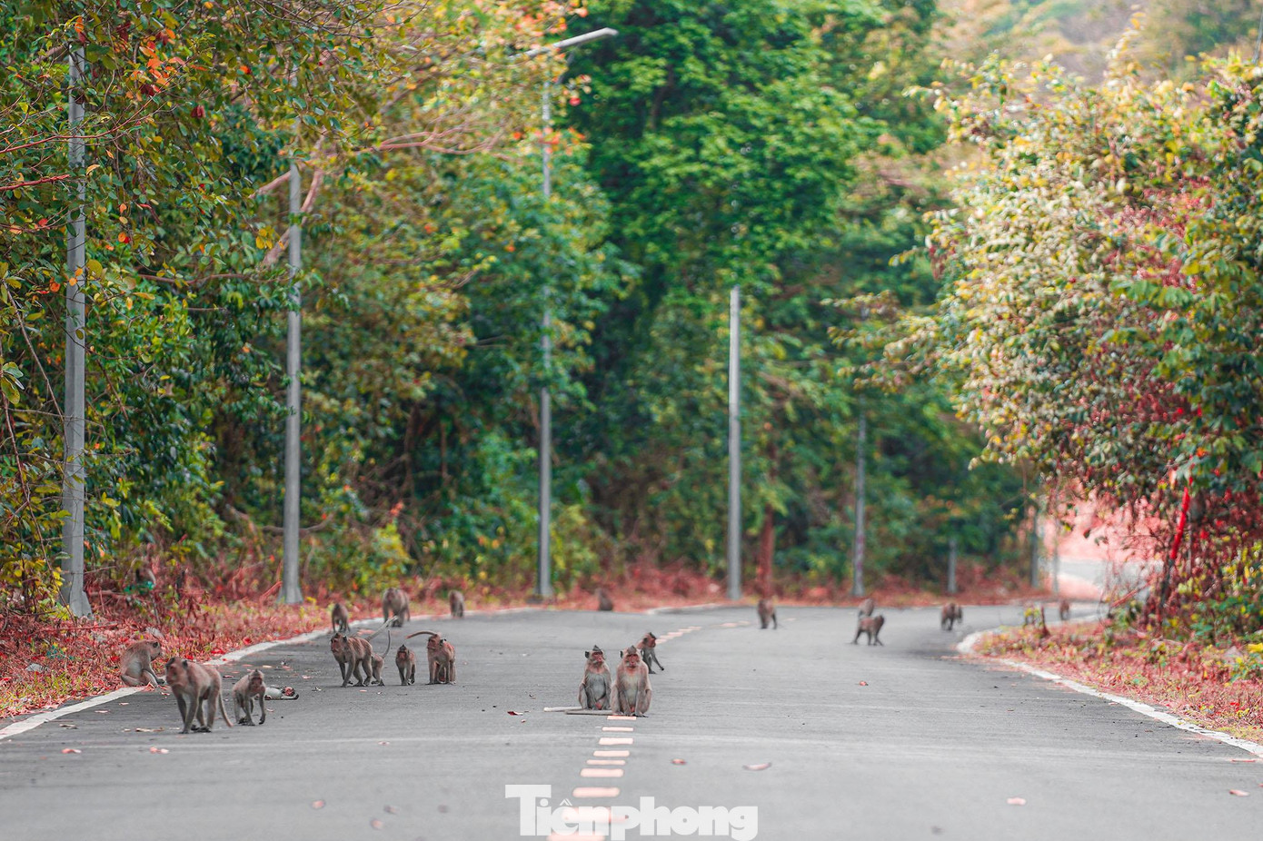 Với chức năng nhiệm vụ được giao là bảo tồn và phục hồi các hệ sinh thái rừng, hệ sinh thái biển, sự đa dạng sinh học và các loài động vật, thực vật bản địa quý hiếm, các sinh vật cảnh tự nhiên độc đáo của Côn Đảo để Vườn quốc gia Côn Đảo trở thành một trung tâm bảo tồn đa dạng sinh học có tầm quan trọng của quốc gia và quốc tế; bảo vệ nguyên vẹn, phát triển diện tích rừng để gia tăng độ che phủ rừng đầu nguồn các khe, suối, bảo vệ đất, góp phần duy trì sự sống trên đảo, cung cấp nguồn nước ngọt cho sinh hoạt đồng thời bảo vệ rừng góp phần đảm bảo quốc phòng, an ninh cho quần đảo tiền tiêu của Tổ quốc; sử dụng hợp lý tài nguyên đa dạng sinh học và các dịch vụ môi trường rừng để phát triển du lịch sinh thái, góp phần xây dựng Côn Đảo trở thành một trung tâm du lịch – dịch vụ chất lượng cao, có tầm cỡ khu vực và quốc tế, tạo cơ sở cho sự phát triển bền vững về kinh tế xã hội của huyện nhà. Với chức năng nhiệm vụ được giao là bảo tồn và phục hồi các hệ sinh thái rừng, hệ sinh thái biển, sự đa dạng sinh học và các loài động vật, thực vật bản địa quý hiếm, các sinh vật cảnh tự nhiên độc đáo của Côn Đảo để Vườn quốc gia Côn Đảo trở thành một trung tâm bảo tồn đa dạng sinh học có tầm quan trọng của quốc gia và quốc tế; bảo vệ nguyên vẹn, phát triển diện tích rừng để gia tăng độ che phủ rừng đầu nguồn các khe, suối, bảo vệ đất, góp phần duy trì sự sống trên đảo, cung cấp nguồn nước ngọt cho sinh hoạt đồng thời bảo vệ rừng góp phần đảm bảo quốc phòng, an ninh cho quần đảo tiền tiêu của Tổ quốc; sử dụng hợp lý tài nguyên đa dạng sinh học và các dịch vụ môi trường rừng để phát triển du lịch sinh thái, góp phần xây dựng Côn Đảo trở thành một trung tâm du lịch – dịch vụ chất lượng cao, có tầm cỡ khu vực và quốc tế, tạo cơ sở cho sự phát triển bền vững về kinh tế xã hội của huyện nhà.
