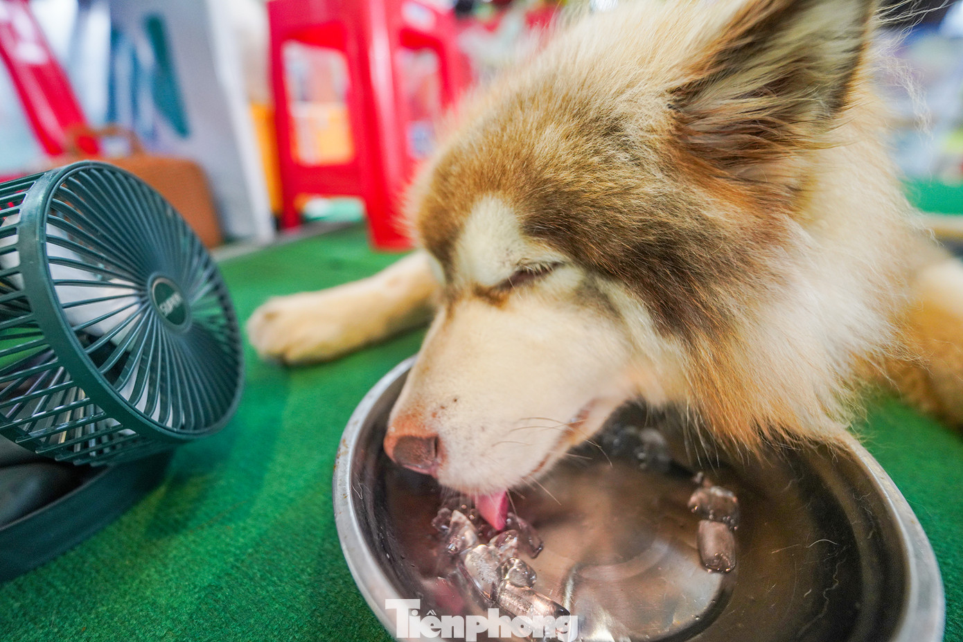 Hình ảnh thú vị của chú chó Alaska đến từ TP Đà Lạt phải thích nghi với thời tiết nóng ở TPHCM bằng cách ngồi quạt và ăn đá lạnh.