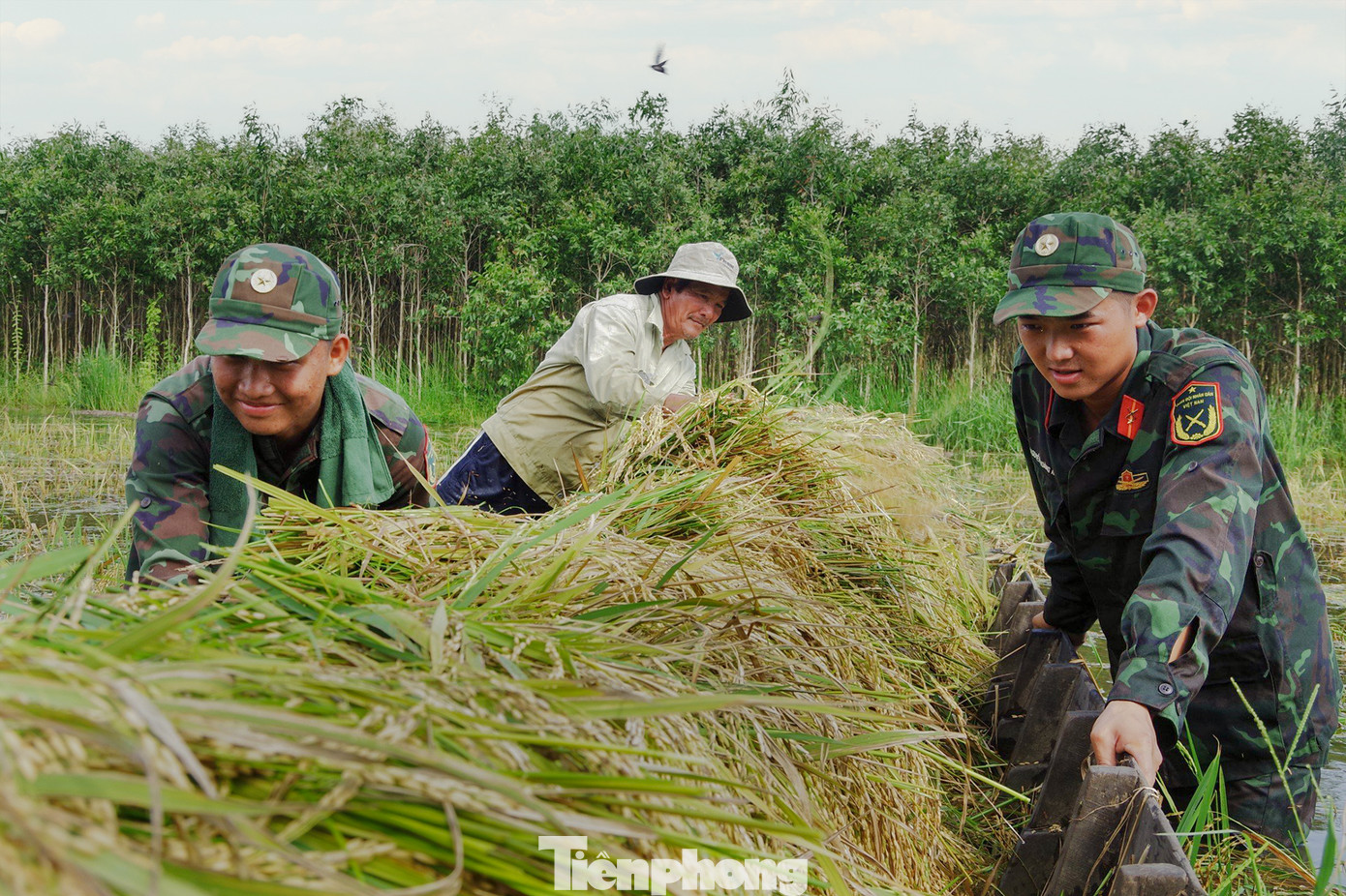 Do bị ngập úng trong nhiều ngày nên hạt lúa đã nảy mầm trong nước. Dù thời tiết khá oi bức nhưng bộ đội, dân quân vẫn nhiệt tình làm việc xuyên trưa. Ảnh: Biện Cường