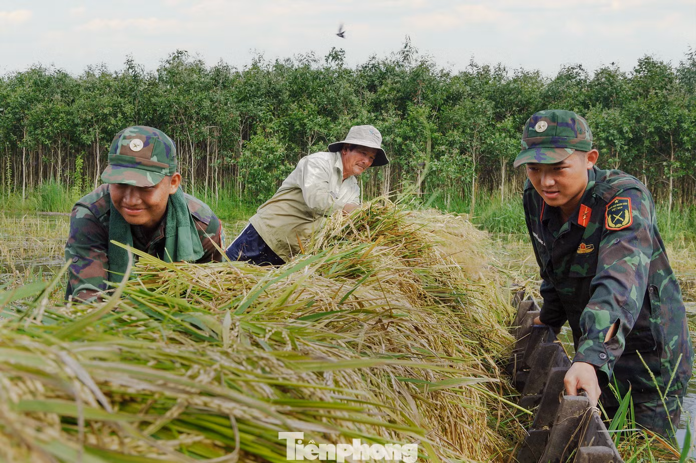 Do bị ngập úng trong nhiều ngày nên hạt lúa đã nảy mầm trong nước. Dù thời tiết khá oi bức nhưng bộ đội, dân quân vẫn nhiệt tình làm việc xuyên trưa. Ảnh: Biện Cường