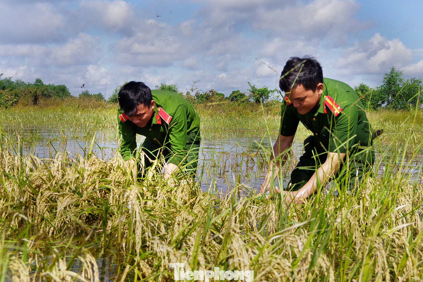 Do bị ngập úng trong nhiều ngày nên hạt lúa đã nảy mầm trong nước. Dù thời tiết khá oi bức nhưng bộ đội, dân quân vẫn nhiệt tình làm việc xuyên trưa. Ảnh: Biện Cường