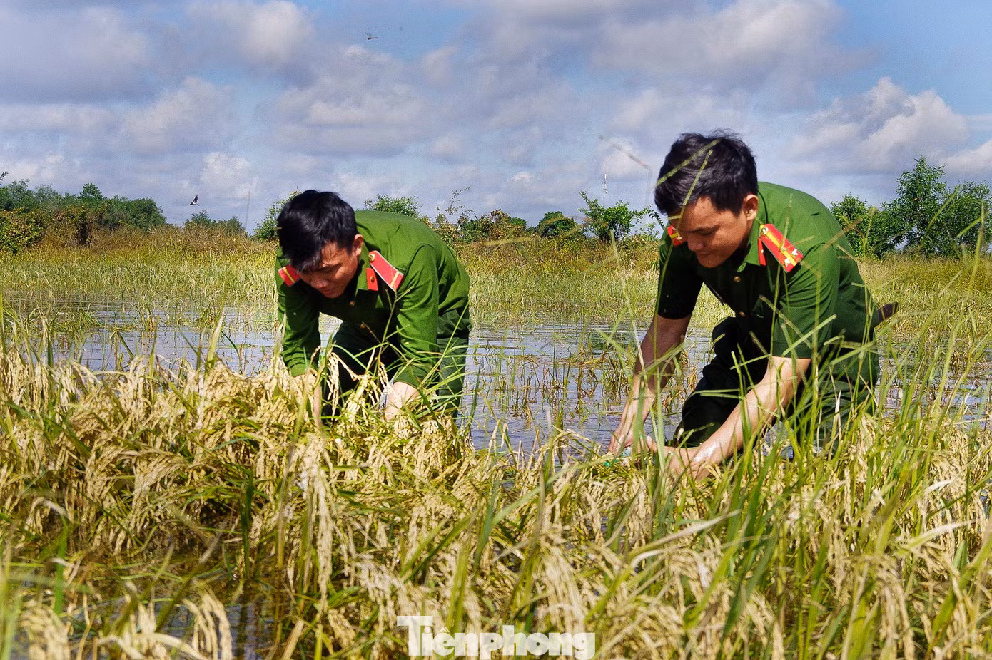 Do bị ngập úng trong nhiều ngày nên hạt lúa đã nảy mầm trong nước. Dù thời tiết khá oi bức nhưng bộ đội, dân quân vẫn nhiệt tình làm việc xuyên trưa. Ảnh: Biện Cường