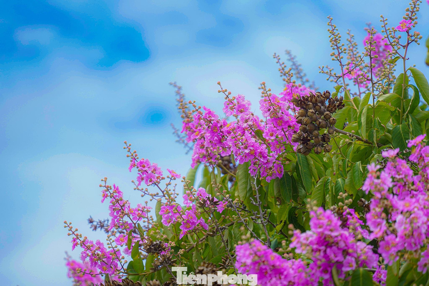 Sắc tím của hoa bằng lăng như làm dịu lại sắc đỏ của hoa phượng, sắc vàng của hoa bọ cạp, khiến Côn Đảo mang vẻ đẹp dịu dàng và mềm mại hơn mỗi khi mùa hè về. Sắc tím của hoa bằng lăng như làm dịu lại sắc đỏ của hoa phượng, sắc vàng của hoa bọ cạp, khiến Côn Đảo mang vẻ đẹp dịu dàng và mềm mại hơn mỗi khi mùa hè về.