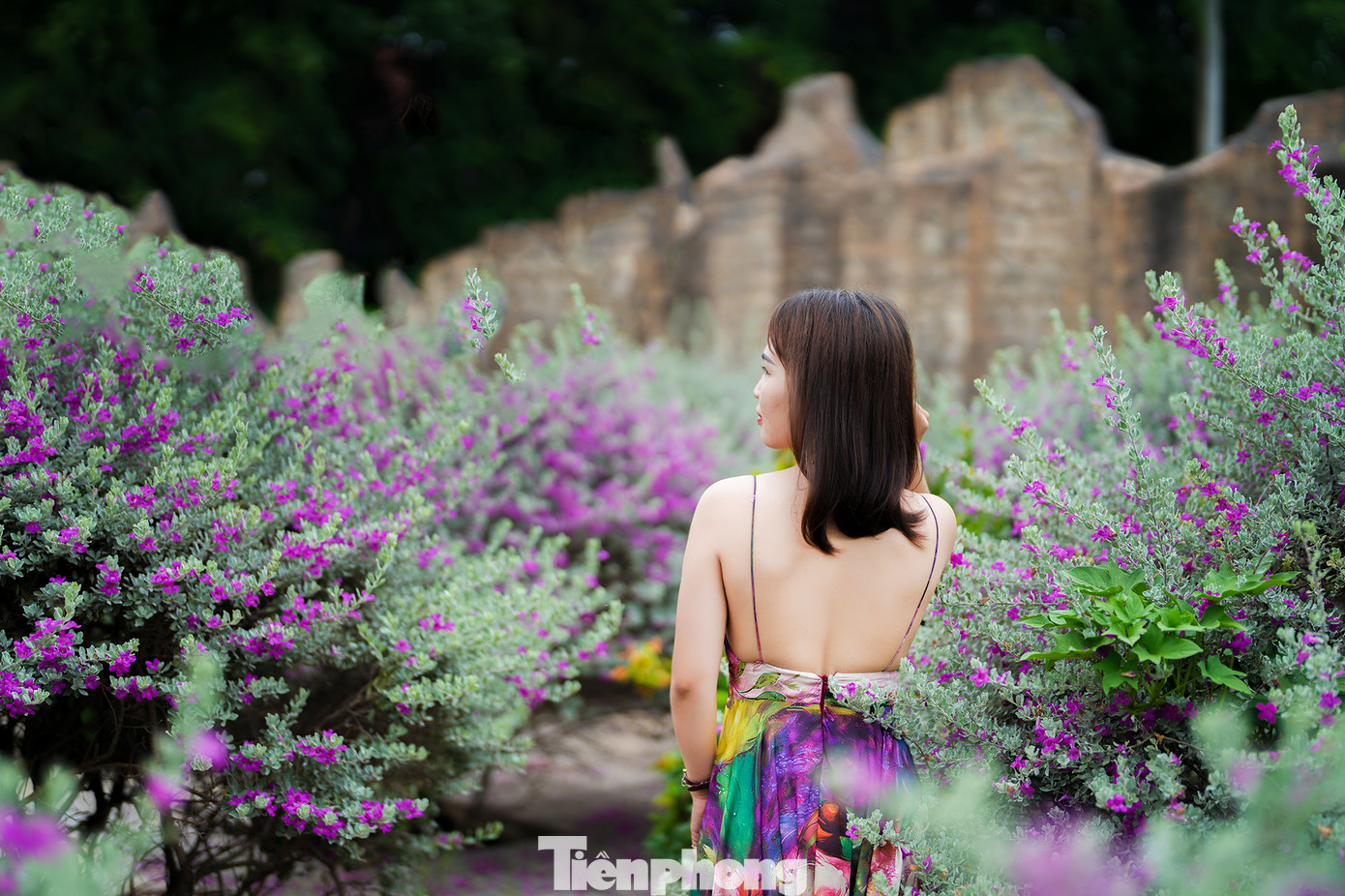 Hai du khách nữ đang tạo dáng cùng những khóm hoa đang bung cánh khoe sắc. Đại diện KDL Suối Tiên cho biết, hoa nở liên tục vào mùa thu và mùa xuân, mỗi đợt cách nhau khoảng 3 tháng. Tuy nhiên, mỗi đợt hoa nở chỉ kéo dài từ 10 - 12 ngày.