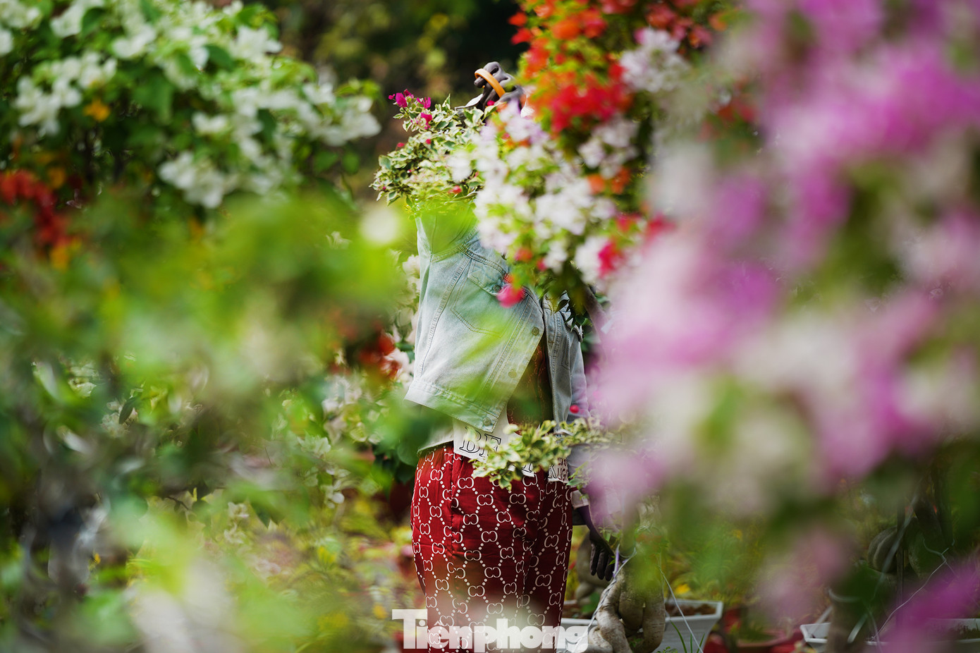 &quot;Với hoa giấy thì mình xả bỏ bông, giữ lại khung năm sau bán tiếp. Một chậu 500 ngàn đồng mà sáng giờ toàn trả 200 ngàn, không đủ công chăm&quot;, chủ gian hàng chia sẻ.