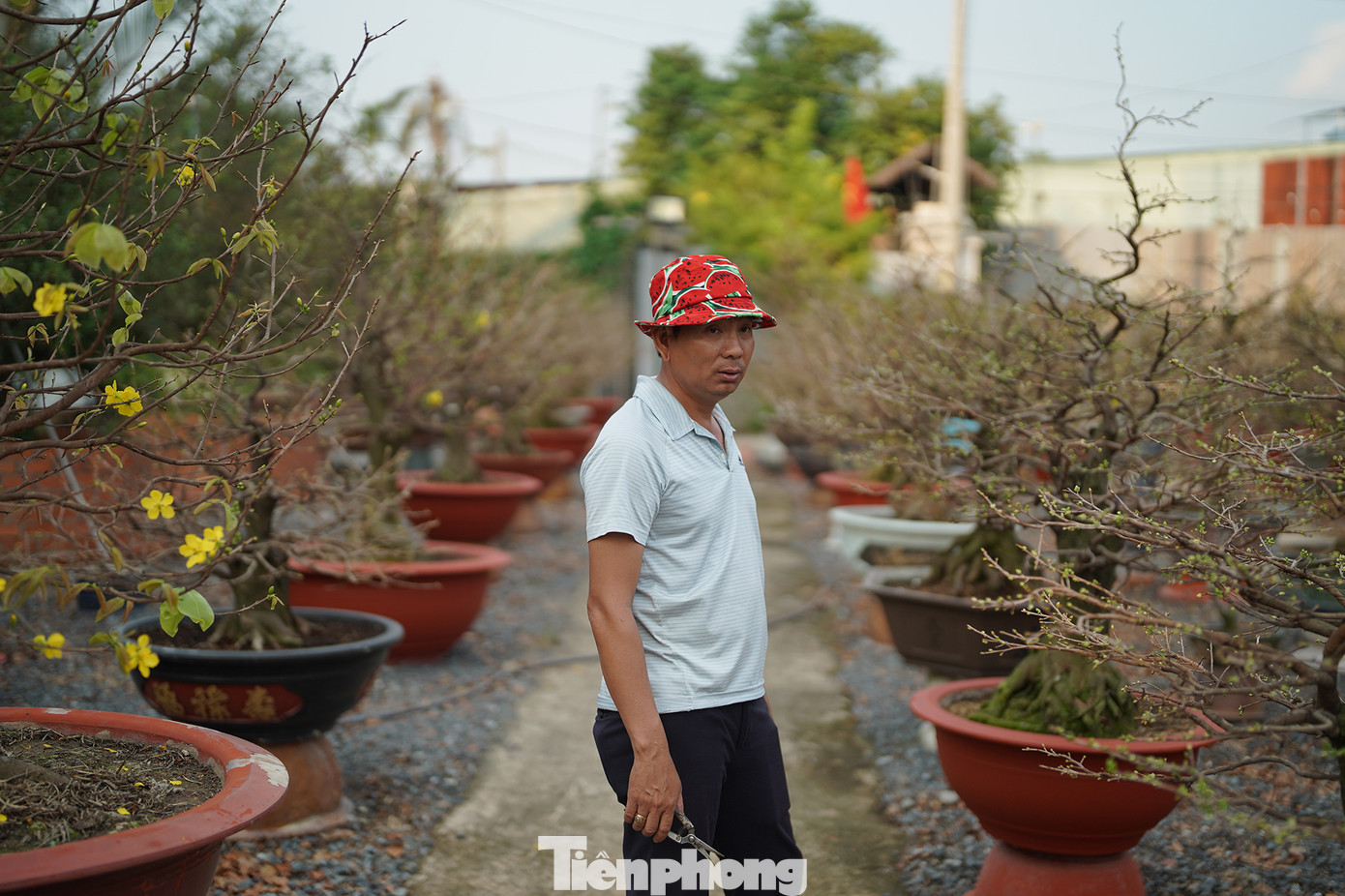 Anh Huỳnh Thế Trọng, chủ tịch Hội Nông dân phường An Phú Đông (quận 12, TPHCM) có hơn 20 năm chơi mai cho biết, lúc xưa người ta thường chơi mai truyền thống nhưng hiện nay, đa phần người dân chuộng mai ghép. Anh Huỳnh Thế Trọng, chủ tịch Hội Nông dân phường An Phú Đông (quận 12, TPHCM) có hơn 20 năm chơi mai cho biết, lúc xưa người ta thường chơi mai truyền thống nhưng hiện nay, đa phần người dân chuộng mai ghép.