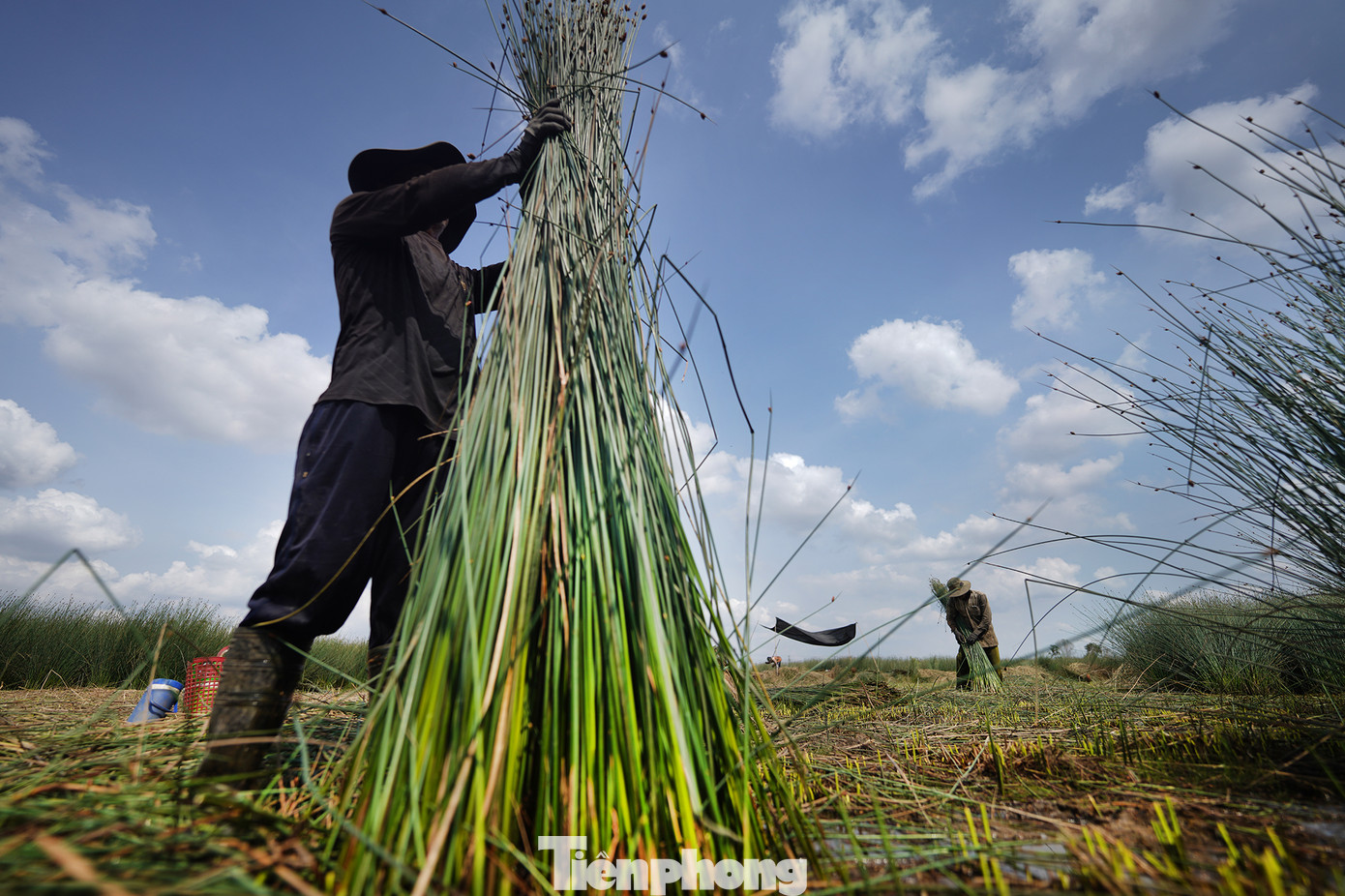 Thông thường, cỏ bàng có chiều cao từ 1,3m đến 1,8 m và được chia thành 2 loại với giá mua hiện nay dao động từ 15 đến 20 ngàn đồng/1 bó tùy loại, mỗi bó có đường kính khoảng 20 cm.