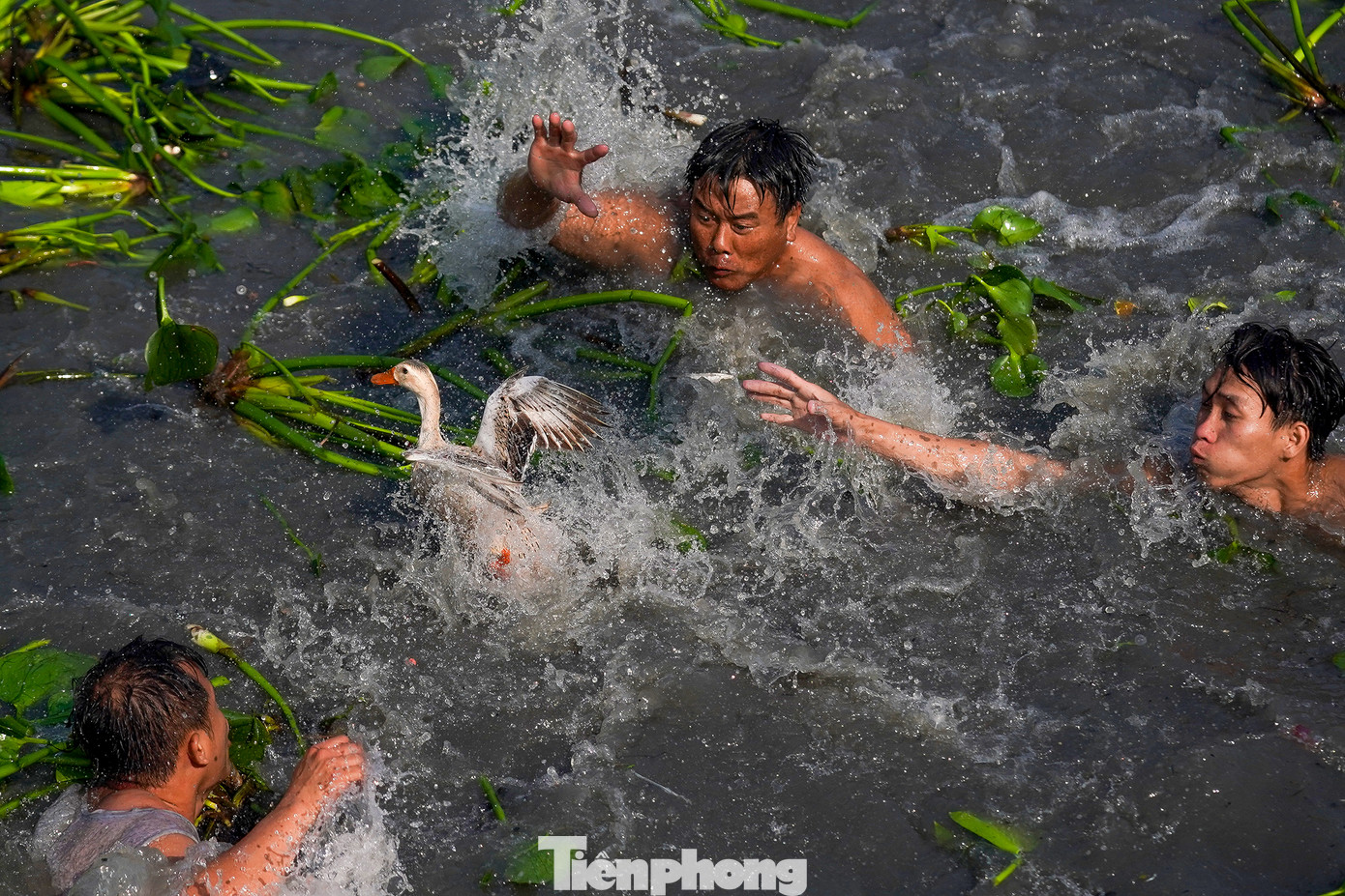 &quot;Tất cả người dự thi đều phải bắt vịt bằng tay không, không được sử dụng bất kỳ dụng cụ hỗ trợ nào. Cuộc thi không giới hạn số người tham gia. Ai có khả năng thì cứ nhảy xuống bắt, chỉ cần biết bơi lội thôi&quot; - một thành viên thả vịt cho hay.