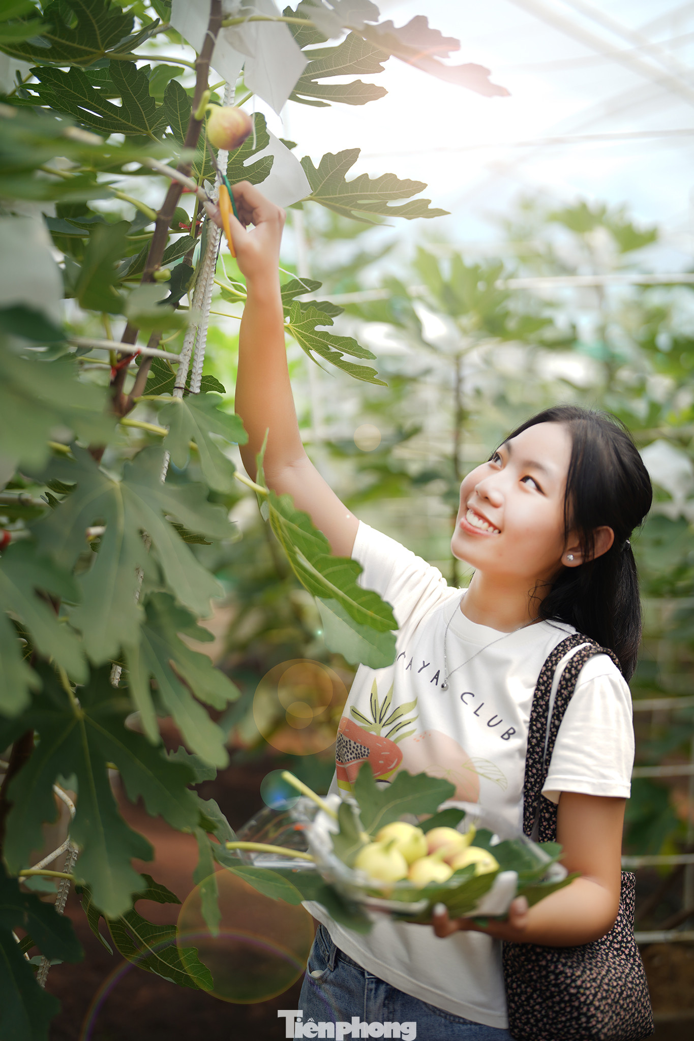 Đối với bạn Thanh Thảo (sinh viên trường ĐH Sư phạm TPHCM), trải nghiệm được tự tay cắt trái sung Mỹ, tìm hiểu về quy trình nhân giống, thuần dưỡng... là một trải nghiệm độc đáo, phù hợp với chuyên môn ngành đang theo học.