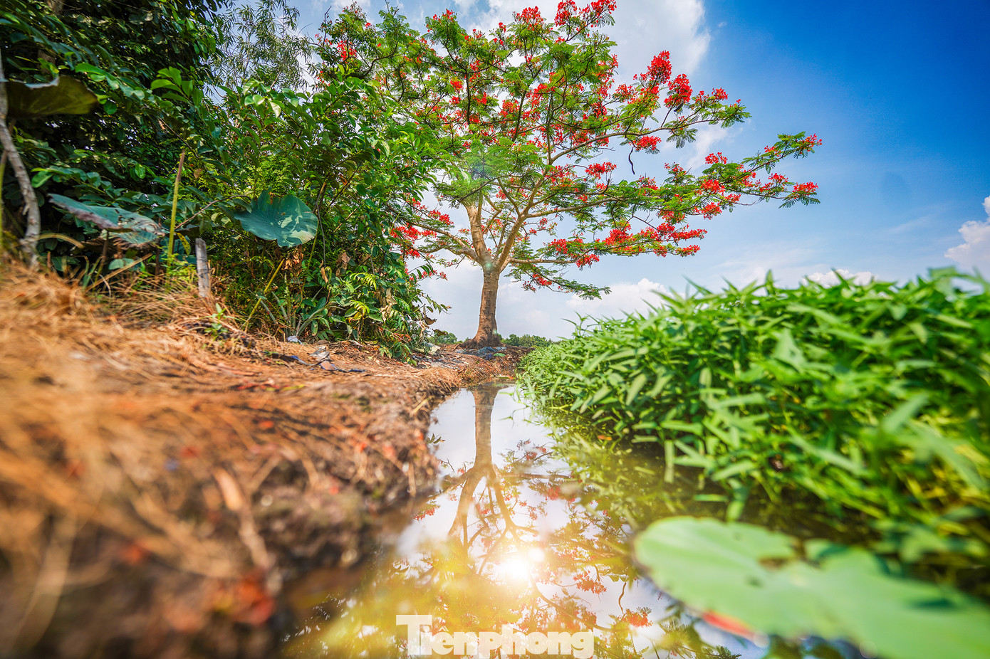 Đứng ở hướng thuận sáng, có thể nhận thấy sự lung linh của cây phượng.