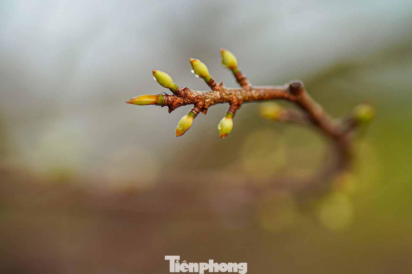 "Sau khi người dân cúng đưa ông Táo, cây mai bắt đầu ra búp thì mới đúng kỹ thuật chăm mai và người trồng đó biết canh đúng thời điểm", anh Trọng bật mí. "Sau khi người dân cúng đưa ông Táo, cây mai bắt đầu ra búp thì mới đúng kỹ thuật chăm mai và người trồng đó biết canh đúng thời điểm", anh Trọng bật mí.
