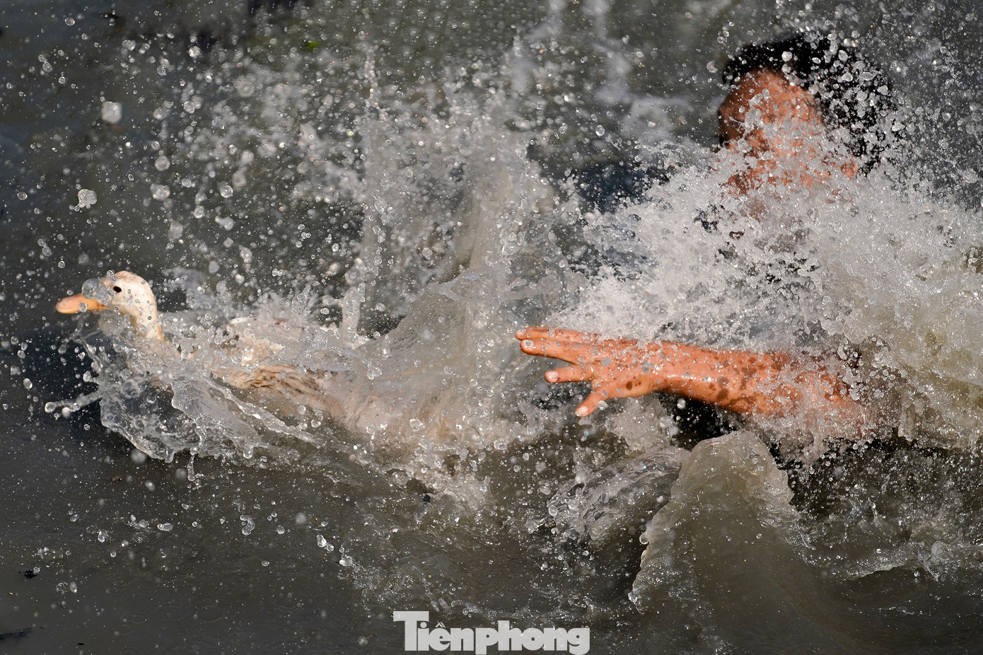 Theo ghi nhận của phóng viên, việc bắt vịt bằng tay không của người nông dân miền sông nước là điều không quá khó.