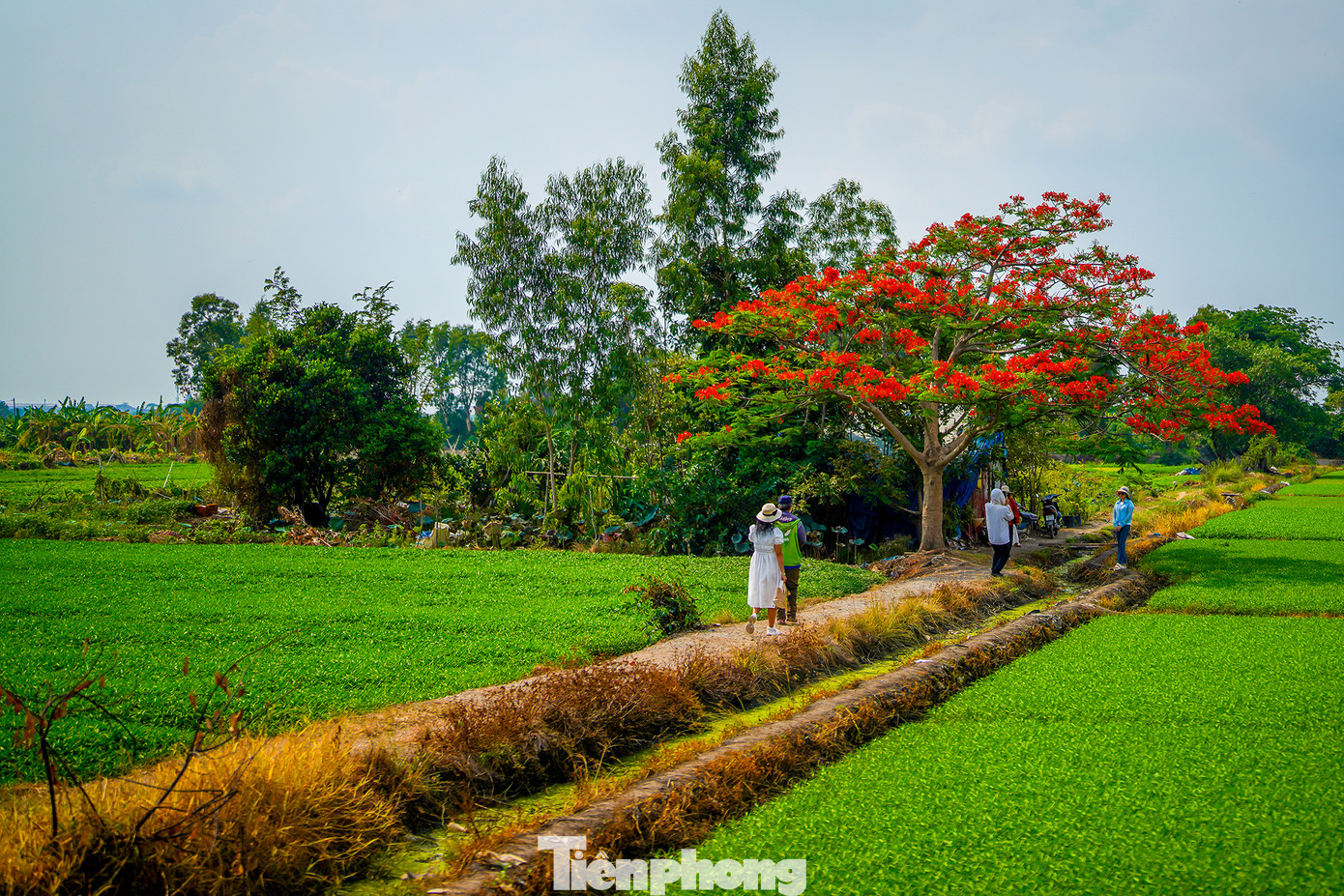 Nhiều bạn trẻ từ tìm đường hoặc thuê xe ôm công nghệ dạng bao trọn ngày để tìm đến cây phượng để chụp ảnh lưu niệm.