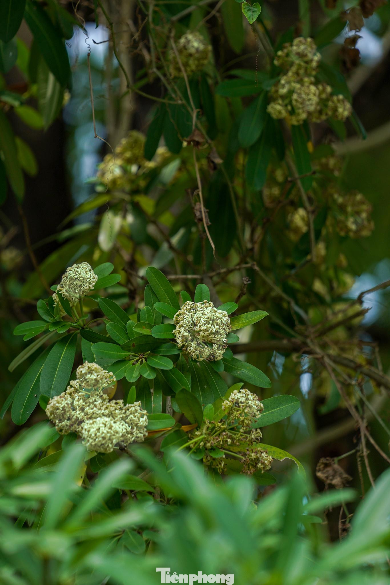 Hoa sữa ở TPHCM sinh trưởng và phát triển tốt, xanh mát quanh năm nếu điều kiện thuận lợi. Vì vậy, chúng chủ yếu được trồng để lấy bóng mát, tạo cảnh quan thoải mái, trong lành cho các resort, khu đô thị… Ngoài việc trồng lấy bóng mát, loại hoa này còn có nhiều công dụng đặc biệt trong y học.