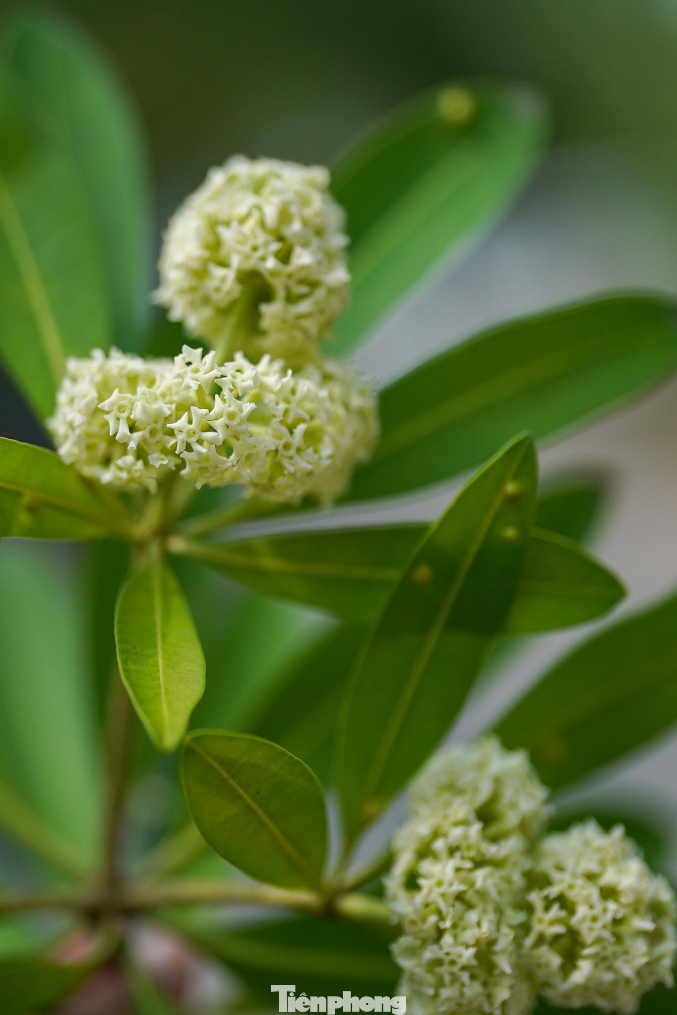 Nói về ý nghĩa của hoa sữa, có ý kiến cho rằng loài hoa này là biểu trưng cho tình yêu trong sáng, tinh khôi, ngọt ngào, gắn liền với những mối tình tha thiết sâu đậm nhưng lại dở dang.