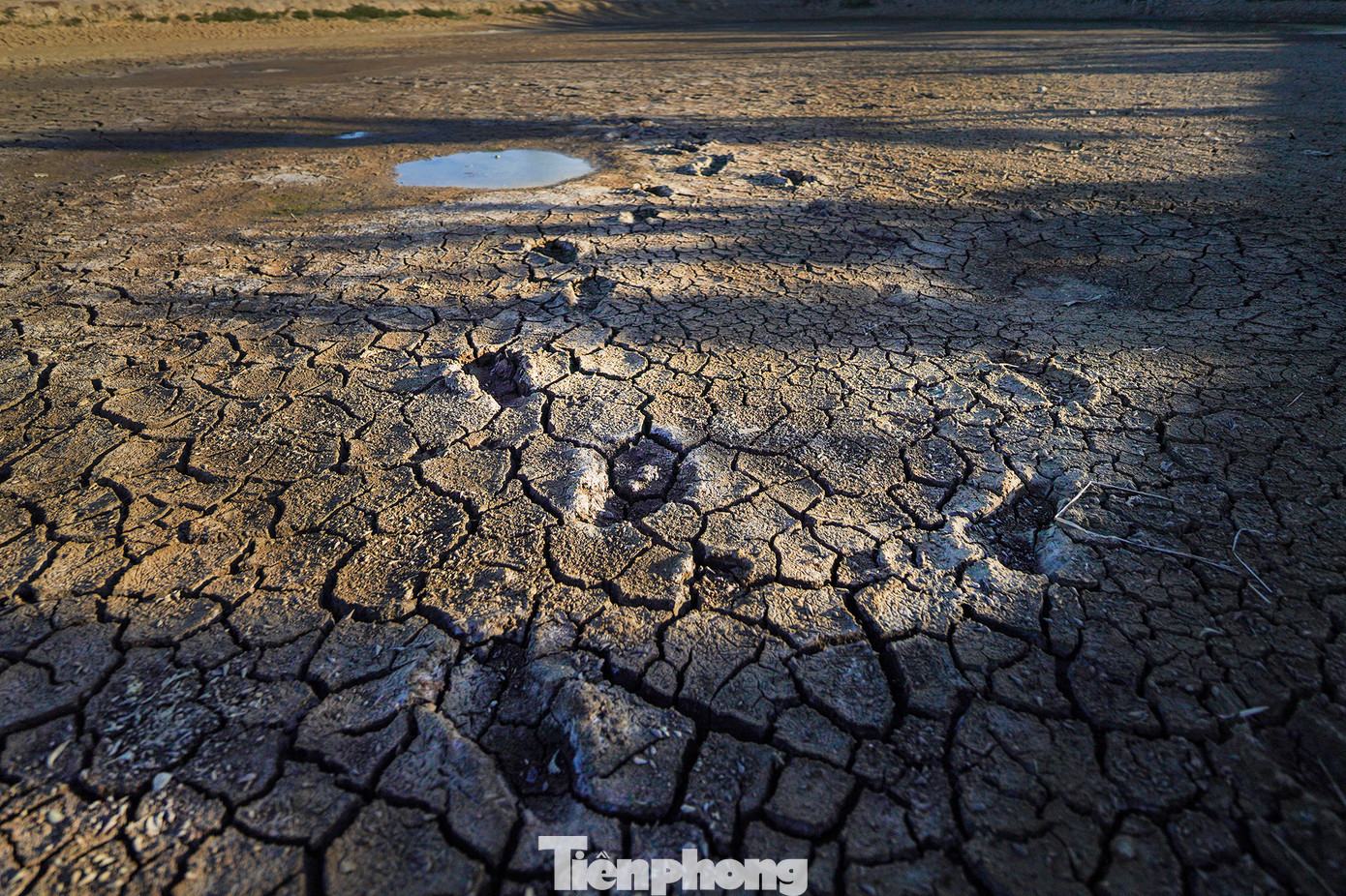 Những dấu chân cuối cùng lưu lại nơi đáy ao. Thông tin từ UBND huyện Cần Giuộc, tình hình thiếu nước tại các xã vùng hạ rất nghiêm trọng do nguồn nước cấp chính từ nước mặt do Công ty Cổ phần nước Biwase Long An không đáp ứng nhu cầu sử dụng. Để hỗ trợ người dân vùng hạ thiếu nước có nước sử dụng, từ ngày 20/3/2024 UBND các xã cùng với Công ty Cổ phần cấp nước Bằng Tâm và Công ty TNHH MTV Nước sạch Cần Giuộc đã tổ chức cấp nước đến một số khu vực thiếu nước nhưng chưa đáp ứng nhu cầu do phương tiện cấp nước không đi vào các khu vực xa, đường nông thôn nhỏ được (do xe có tải trọng lớn). Những dấu chân cuối cùng lưu lại nơi đáy ao. Thông tin từ UBND huyện Cần Giuộc, tình hình thiếu nước tại các xã vùng hạ rất nghiêm trọng do nguồn nước cấp chính từ nước mặt do Công ty Cổ phần nước Biwase Long An không đáp ứng nhu cầu sử dụng. Để hỗ trợ người dân vùng hạ thiếu nước có nước sử dụng, từ ngày 20/3/2024 UBND các xã cùng với Công ty Cổ phần cấp nước Bằng Tâm và Công ty TNHH MTV Nước sạch Cần Giuộc đã tổ chức cấp nước đến một số khu vực thiếu nước nhưng chưa đáp ứng nhu cầu do phương tiện cấp nước không đi vào các khu vực xa, đường nông thôn nhỏ được (do xe có tải trọng lớn).