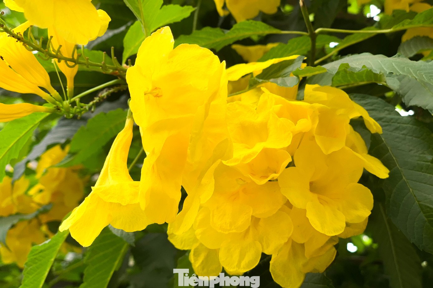 Mùa ra hoa từ tháng 3 đến tháng 5. Mỗi khi ra hoa, cây huỳnh liên thường rụng hết lá, phơi bày cả một vòm tán màu vàng sáng rực. Với kiểu hoa hình chuông cùng sắc hoa vàng ấy, khi vào Việt Nam, nó được gọi là “cây chuông vàng”.