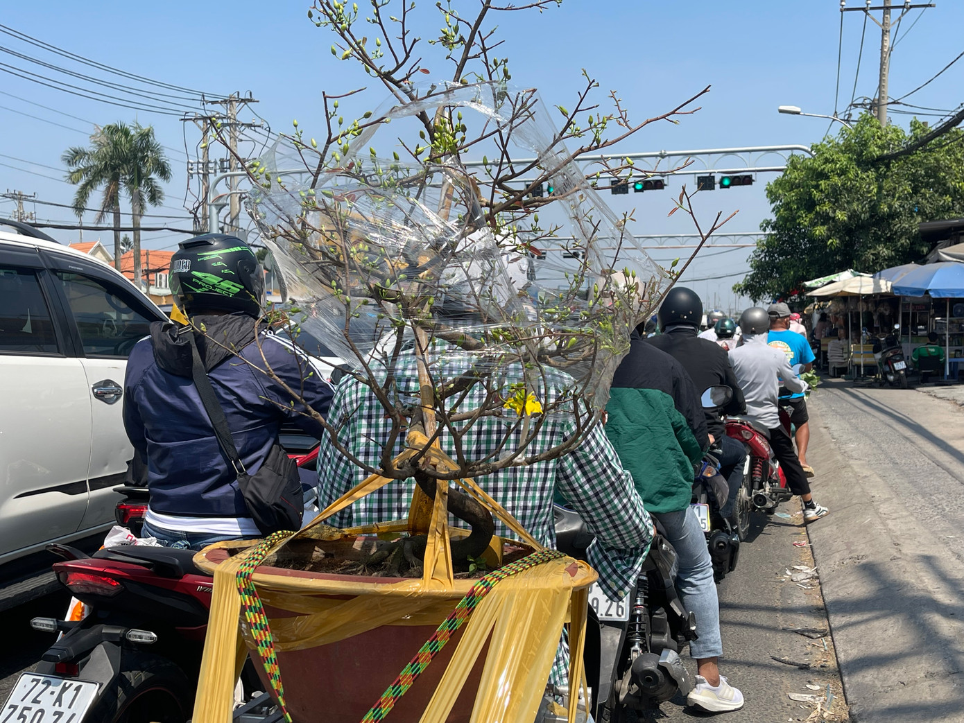 Người đàn ông đi mua mai chưng Tết Giáp Thìn vất vả len qua dòng phương tiện. Người đàn ông đi mua mai chưng Tết Giáp Thìn vất vả len qua dòng phương tiện.