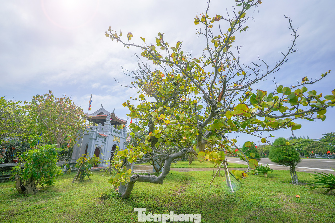 Khung cảnh bình yên ở chùa Trường Sa Lớn mỗi độ xuân về. Trong ảnh, thầy Thích Nhuận Đạt đang cùng chiến sĩ chuẩn bị đón Tết Giáp Thìn. Luôn kề cận bên thầy là chú chó Lu hiền lành, luôn đi cạnh thầy.