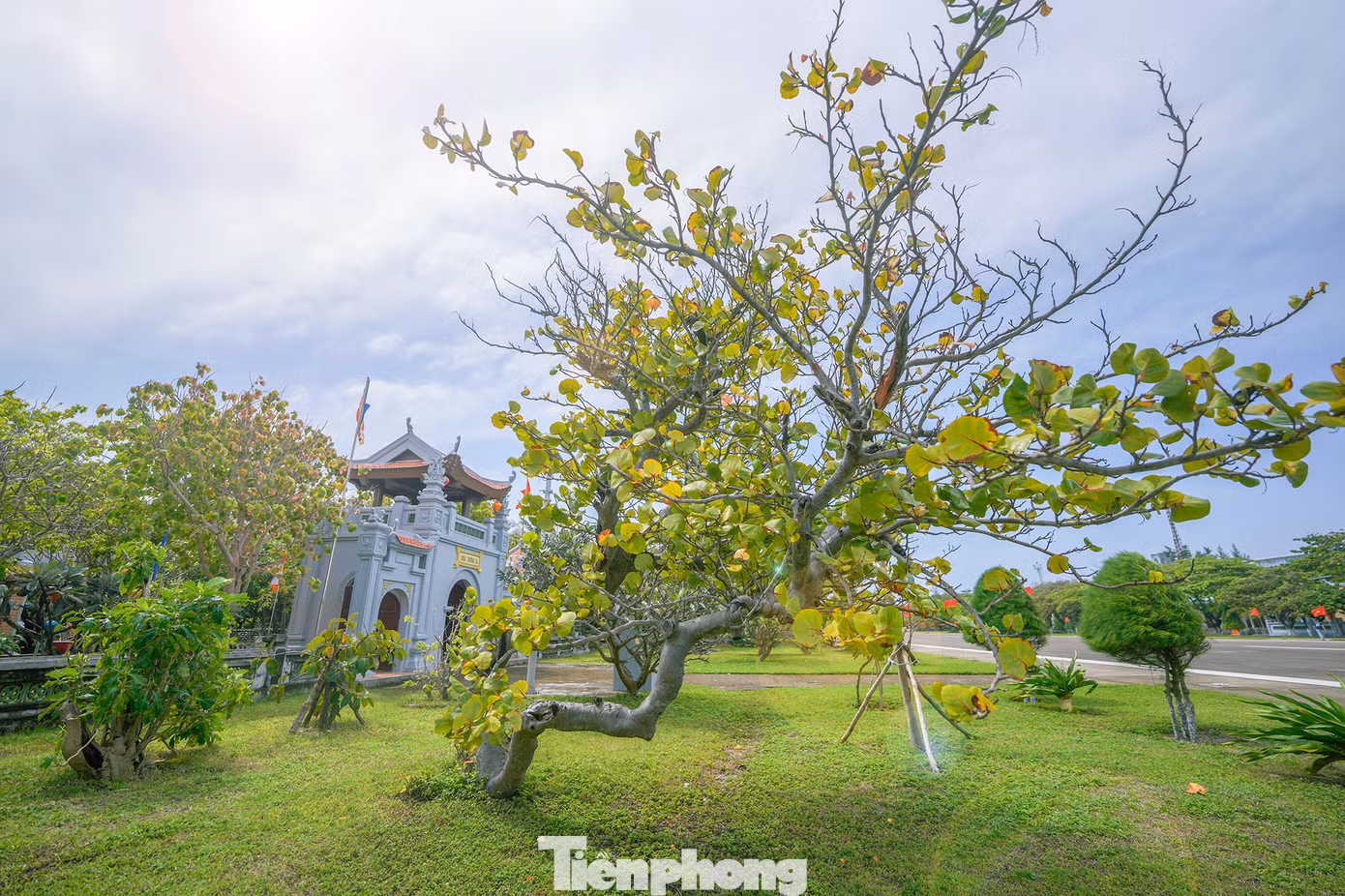 Khung cảnh bình yên ở chùa Trường Sa Lớn mỗi độ xuân về. Trong ảnh, thầy Thích Nhuận Đạt đang cùng chiến sĩ chuẩn bị đón Tết Giáp Thìn. Luôn kề cận bên thầy là chú chó Lu hiền lành, luôn đi cạnh thầy.