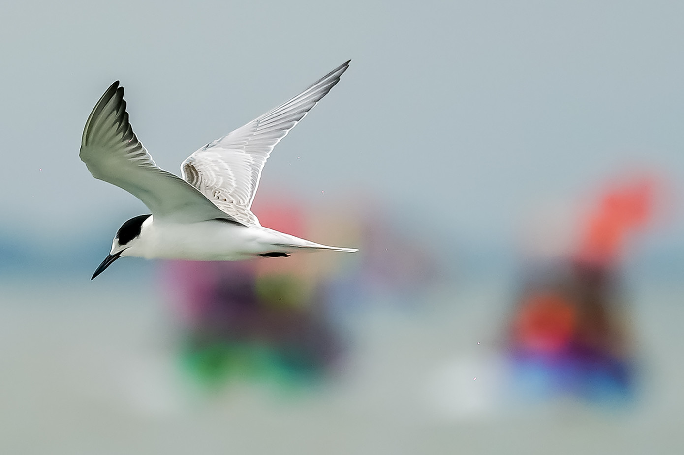 Một cảnh bắt cá ngoạn mục của nhạn biển. Để chiêm ngưỡng những chú nhạn biển chao liệng bắt cá, du khách có thể tham gia các tour du lịch bằng đường thủy, xuất phát từ TPHCM, Vũng Tàu, Tiền Giang... để đến Cần Giờ. Một cảnh bắt cá ngoạn mục của nhạn biển. Để chiêm ngưỡng những chú nhạn biển chao liệng bắt cá, du khách có thể tham gia các tour du lịch bằng đường thủy, xuất phát từ TPHCM, Vũng Tàu, Tiền Giang... để đến Cần Giờ.