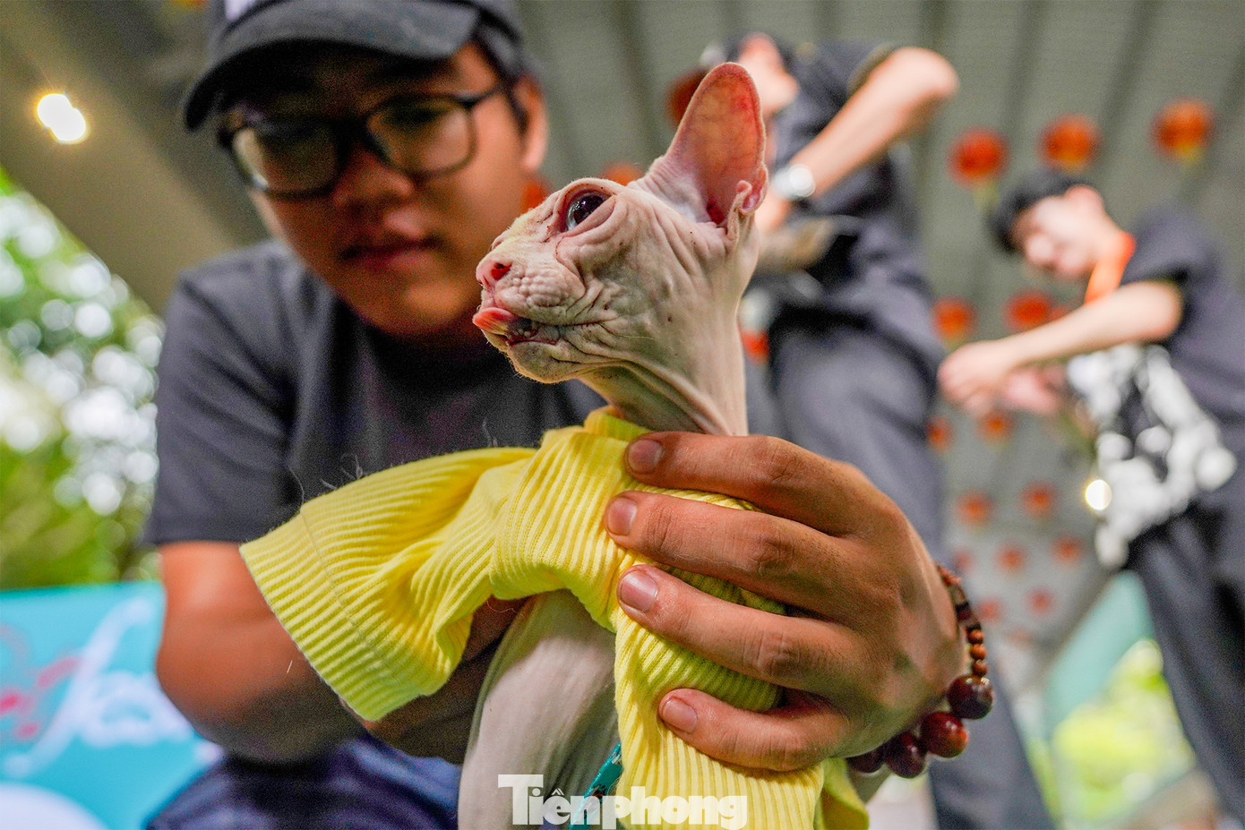 Chú mèo Ai Cập "cool ngầu".