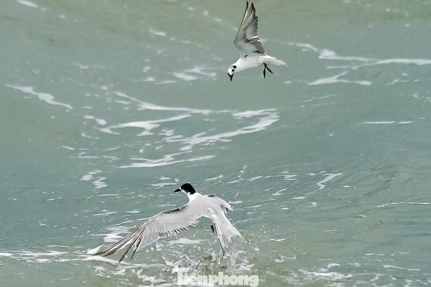 Nhiều ngư dân phấn khởi khi thấy đàn nhạn biển chao liệng quanh ghe nghinh và đây được cho là điềm lành đối với ngư dân. "Không biết vô tình hay hữu ý, thường theo sau ghe nghinh là những đàn cá nhỏ, và những chú nhạn này sẽ lao xuống nước bắt mồi như một kiểu lấy lộc biển", vị tài công ghe Nghinh Ông chia sẻ.