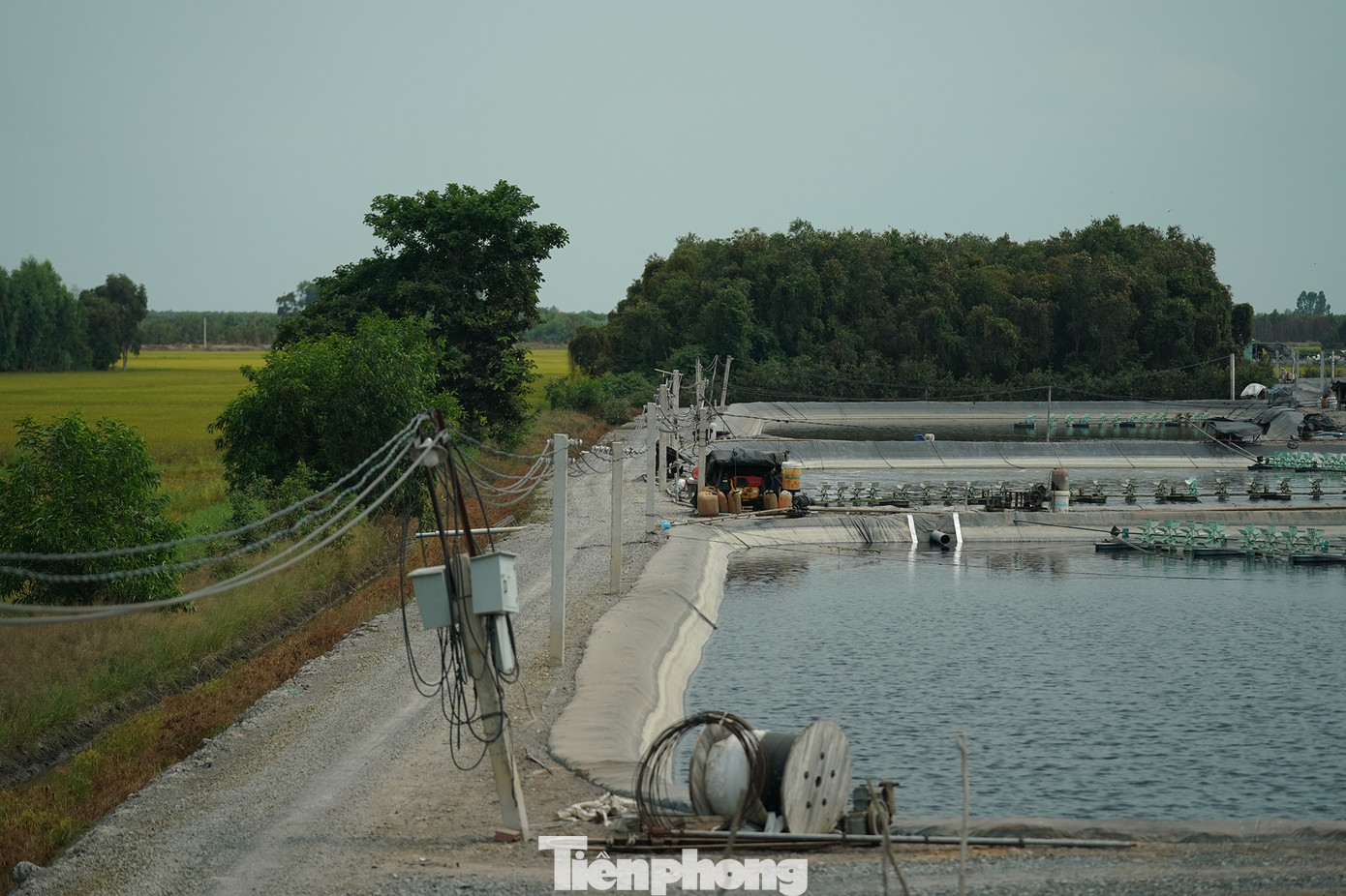 Thông tin từ Sở NN&PTNT Long An, UBND tỉnh đã có chỉ đạo phải có hệ thống hạ tầng ao nuôi, trang thiết bị đạt yêu cầu, chấp hành quy định pháp luật lĩnh vực thuỷ sản, bảo vệ môi trường, không xả nước thải, bùn ra tự nhiên khi chưa qua xử lý. Với các trường hợp thực hiện đào ao không đúng quy định thì buộc khôi phục hiện trạng ban đầu. Thông tin từ Sở NN&PTNT Long An, UBND tỉnh đã có chỉ đạo phải có hệ thống hạ tầng ao nuôi, trang thiết bị đạt yêu cầu, chấp hành quy định pháp luật lĩnh vực thuỷ sản, bảo vệ môi trường, không xả nước thải, bùn ra tự nhiên khi chưa qua xử lý. Với các trường hợp thực hiện đào ao không đúng quy định thì buộc khôi phục hiện trạng ban đầu.