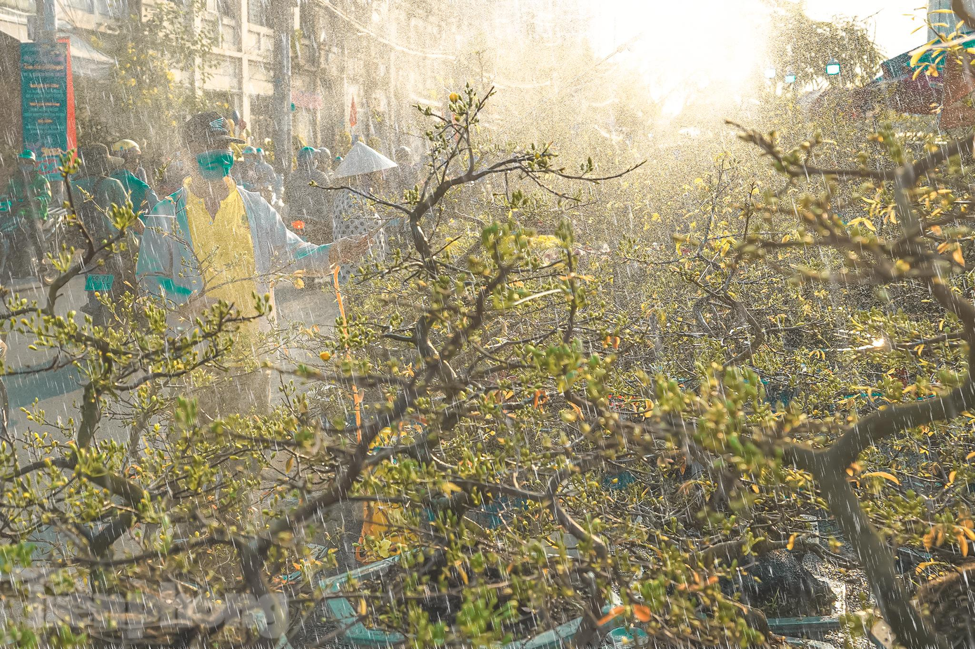 Một chủ hoa đến từ Bình Định đang phun nước tưới cho những chậu mai vàng để trông tươi tắn, bắt mắt hơn. Tết năm nay anh cũng chở vào đây hơn hai trăm gốc mai với hy vọng kiếm được ít tiền về quê ăn tết.