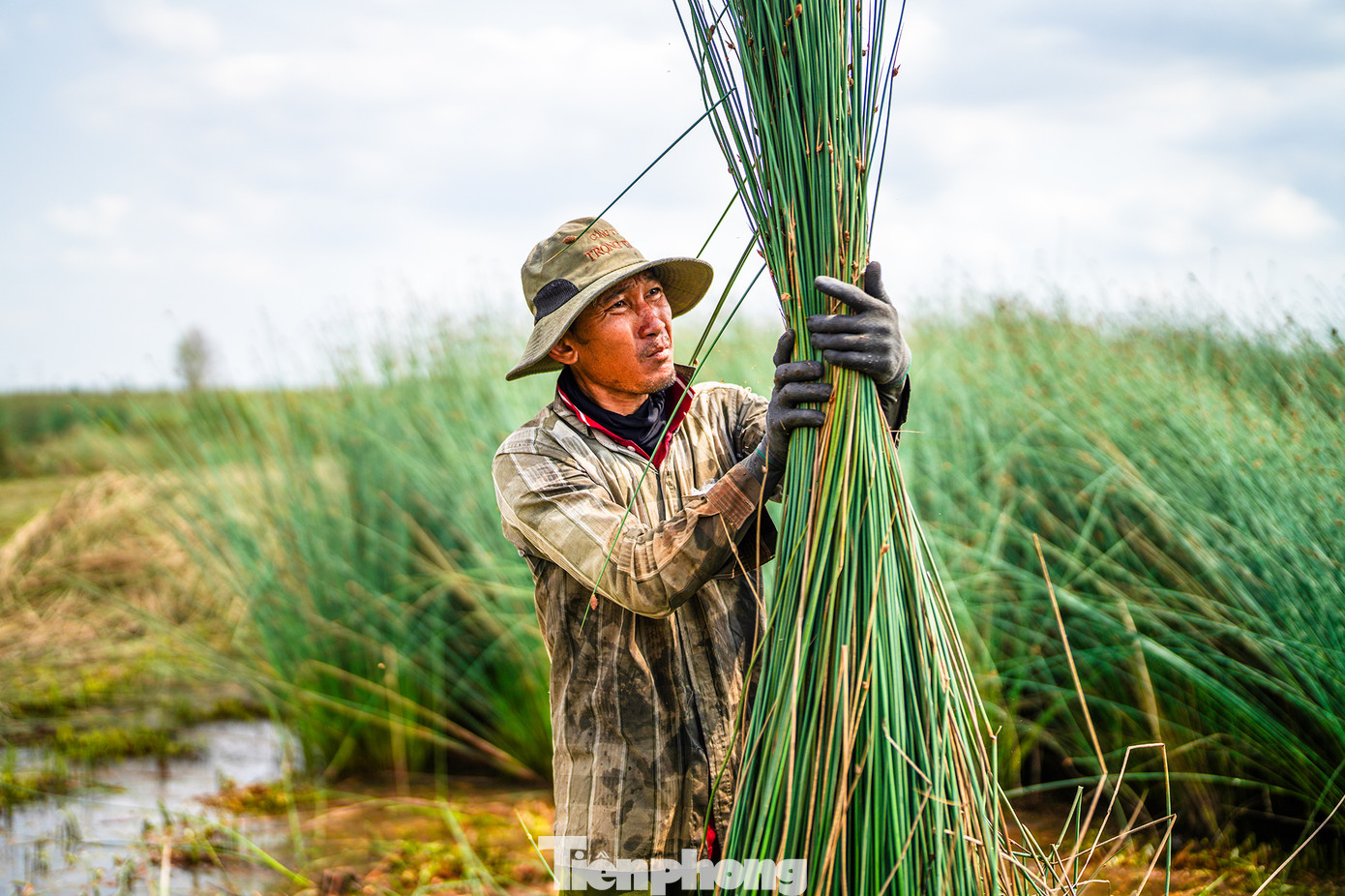 Thông thường, cỏ bàng có chiều cao từ 1,3m đến 1,8 m và được chia thành 2 loại với giá mua hiện nay dao động từ 15 đến 20 ngàn đồng/1 bó tùy loại, mỗi bó có đường kính khoảng 20 cm.