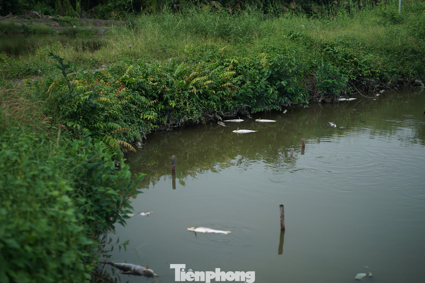 Bà N.H.H, một hộ nuôi cá khác cho biết: "Cá bữa giờ chết rất nhiều, vớt lên rồi bỏ chứ đâu có bán được. Cá chết như vậy có thể là do ô nhiễm nước, vì nước vào thì cá mới chết. Mỗi ngày, nhà tôi vớt được vài thùng, có con nặng cả ký".