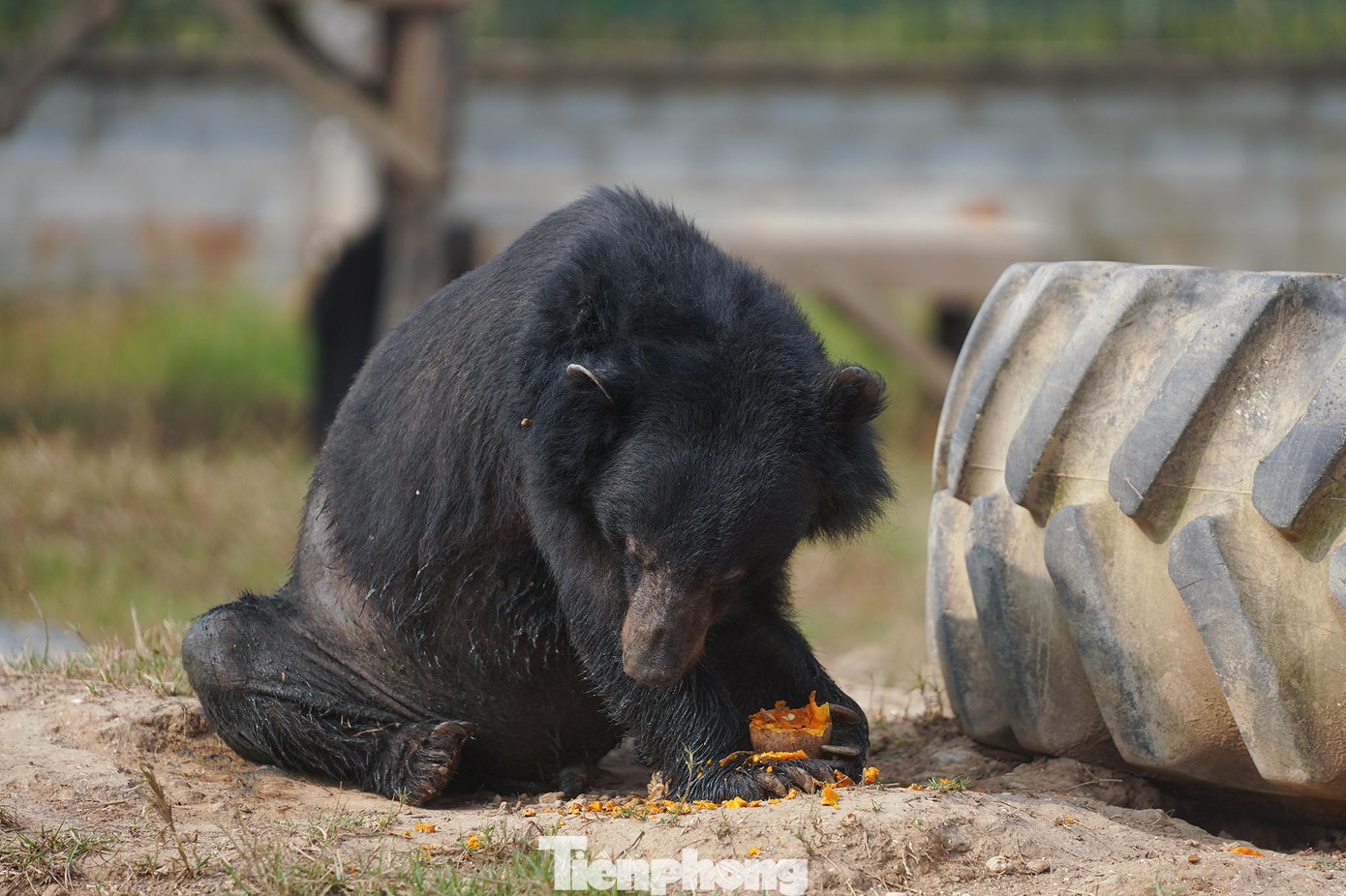 Chú gấu ngựa này nặng khoảng 200 kg đang thưởng thức phần thức ăn trong môi trường bán hoang dã.
