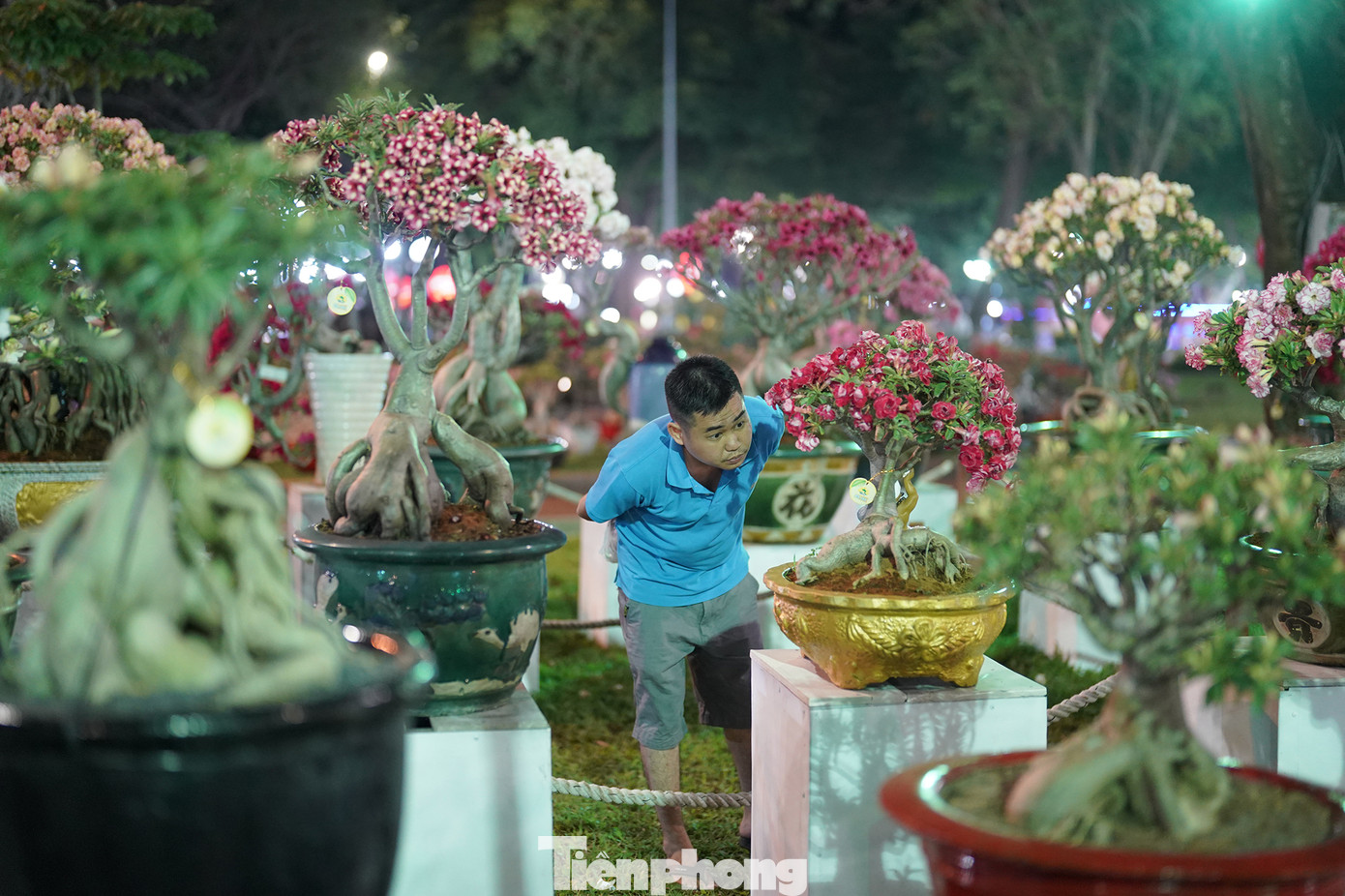 Nhiều giống hoa là sản phẩm của sự sáng tạo thu hút sự tò mò của du khách. &quot;Đã thật, cả trăm cây sứ ghép cành chả cây nào giống cây nào&quot;, du khách này chia sẻ.