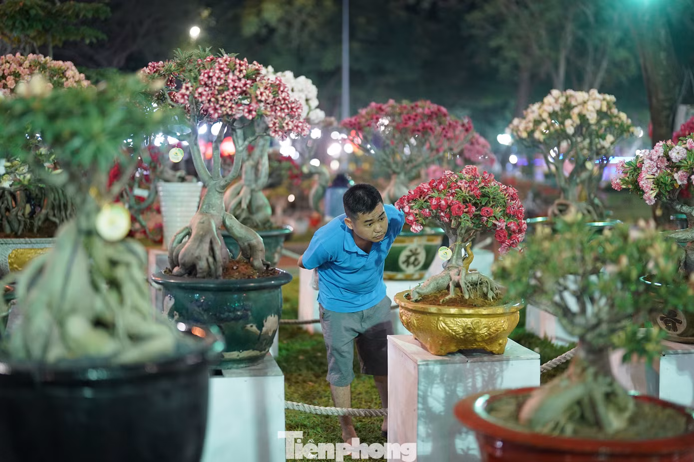 Nhiều giống hoa là sản phẩm của sự sáng tạo thu hút sự tò mò của du khách. "Đã thật, cả trăm cây sứ ghép cành chả cây nào giống cây nào", du khách này chia sẻ.